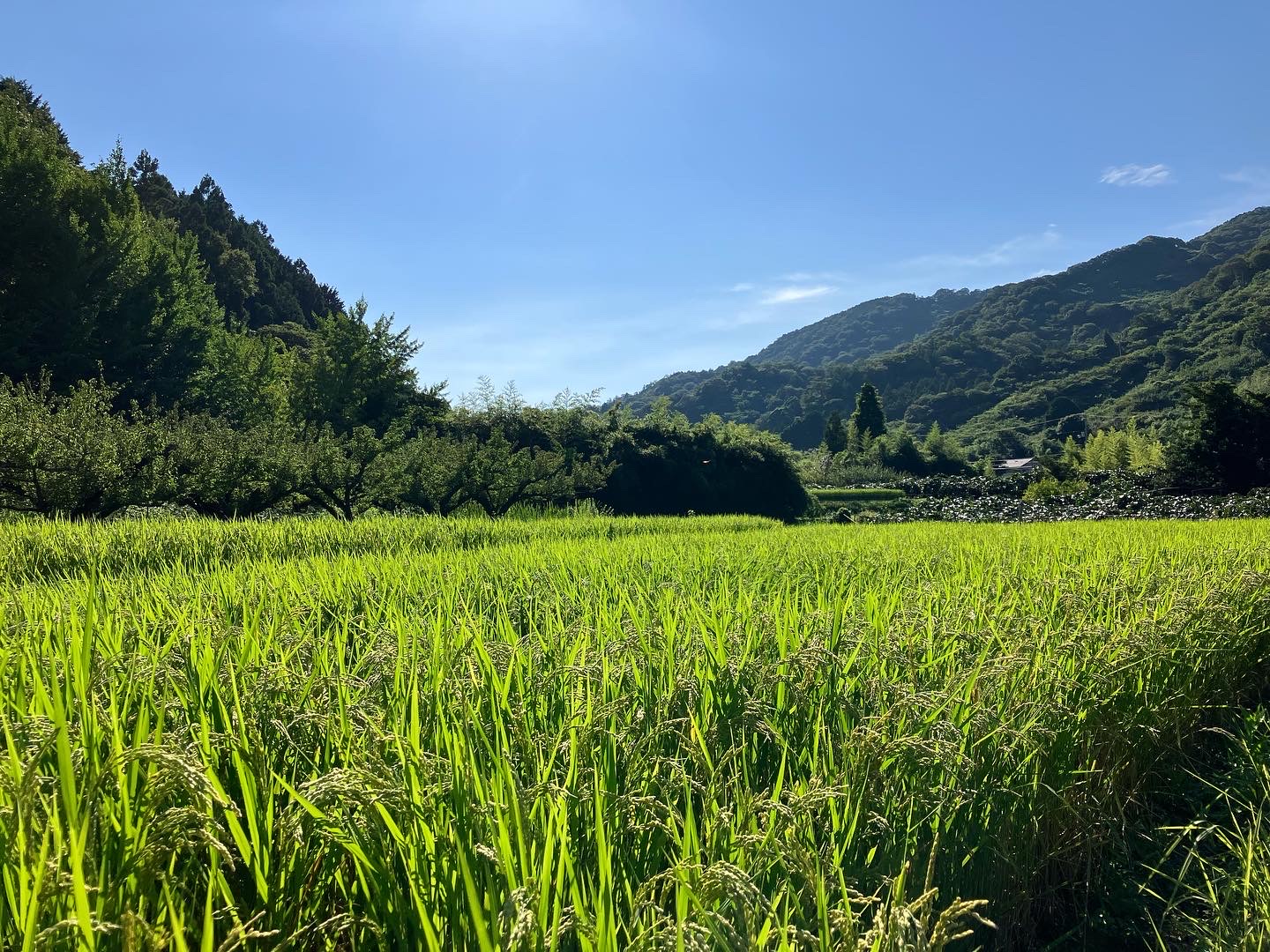 あともう少し🌾