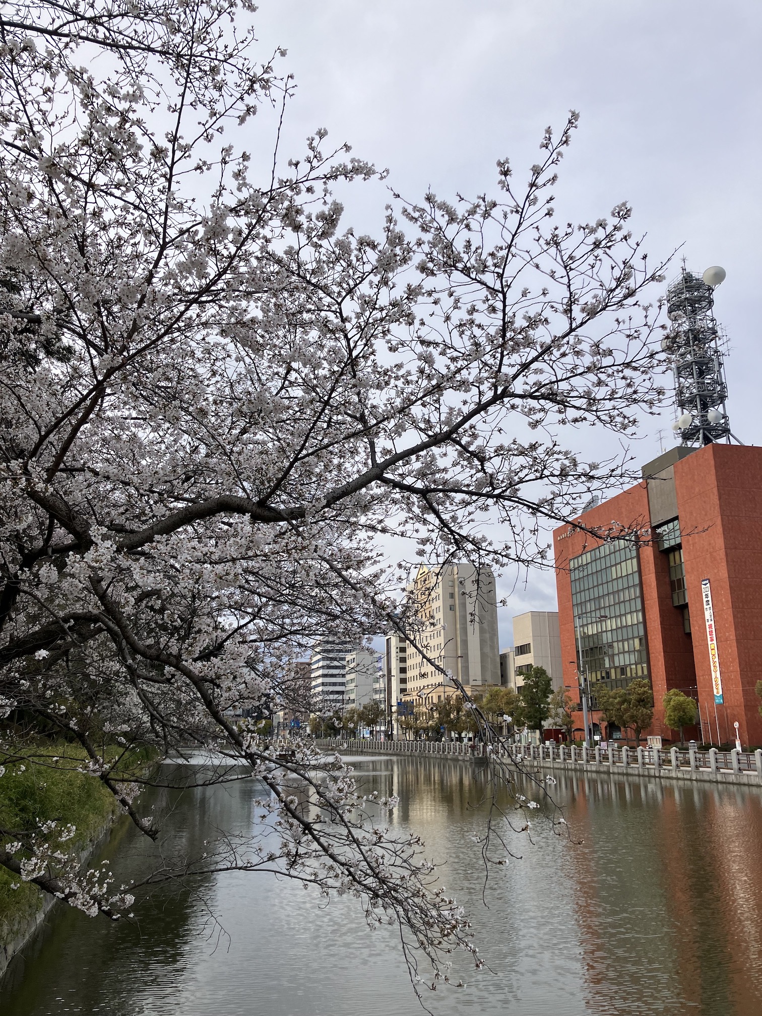 各地で開花中🌸