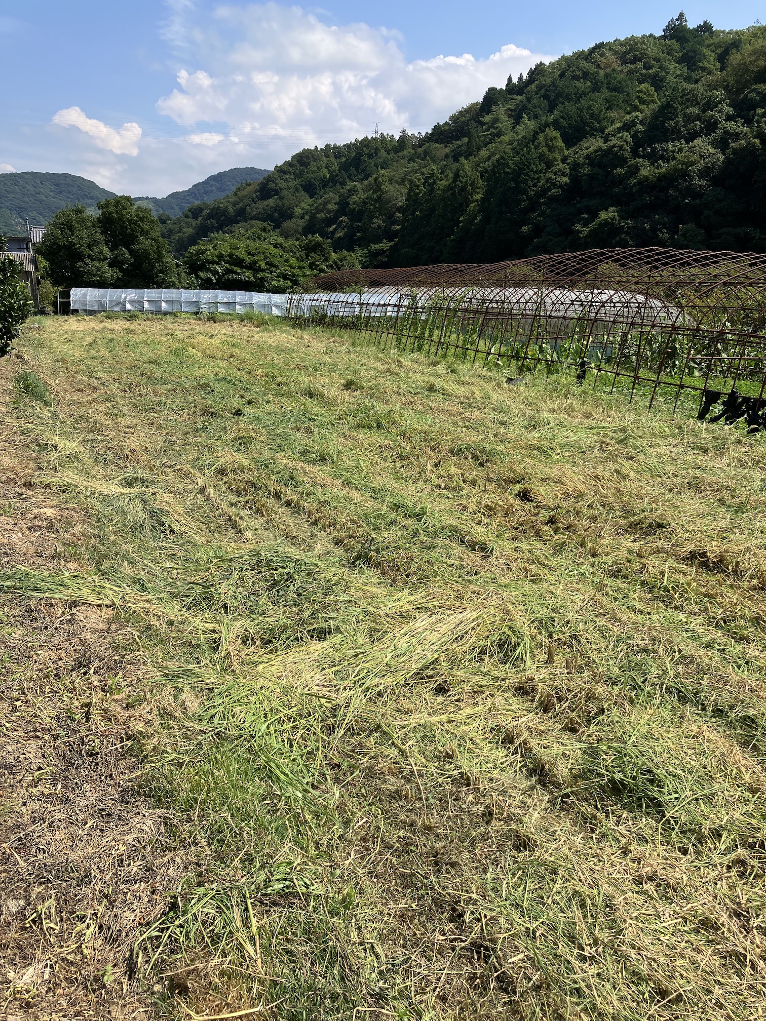 今シーズンの稲刈り終わりました🌾