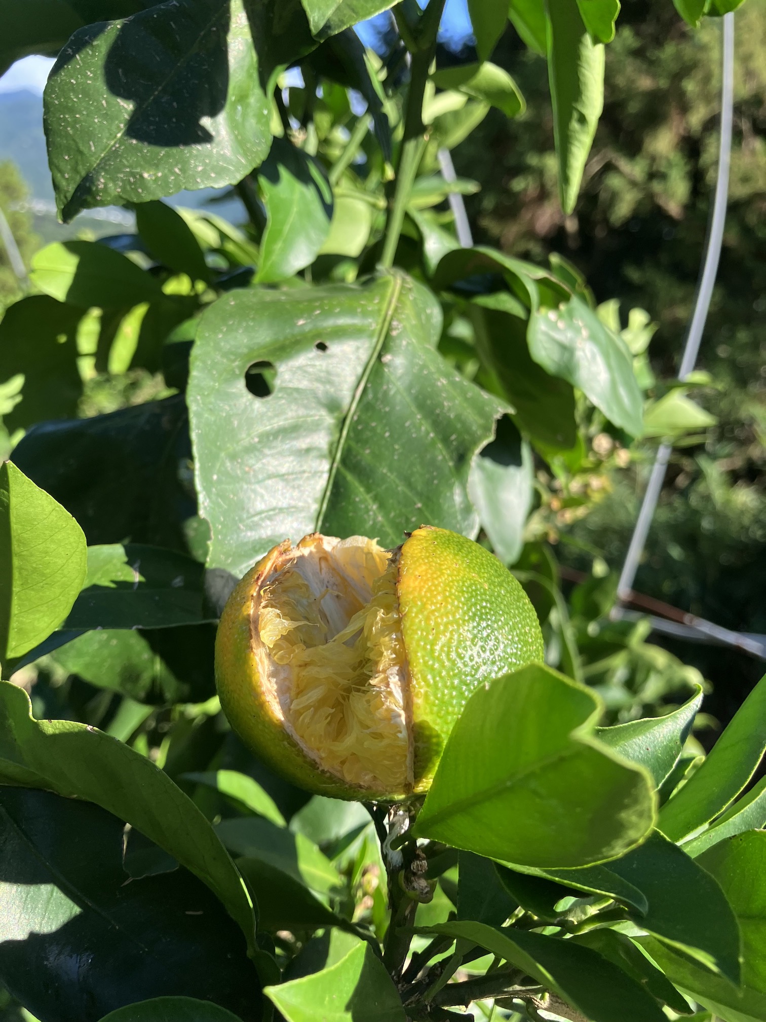 やっぱり割れた🍊🥺
