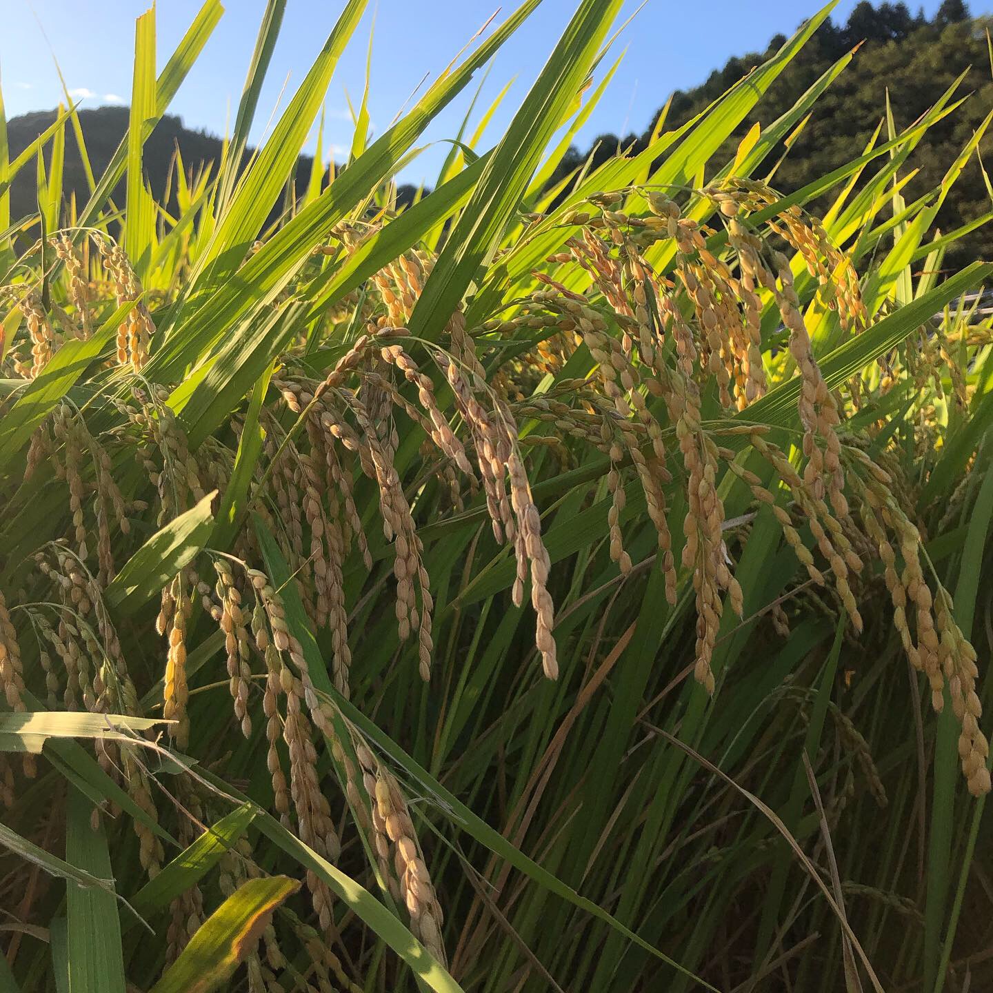 自家農園のお米完売致しました！