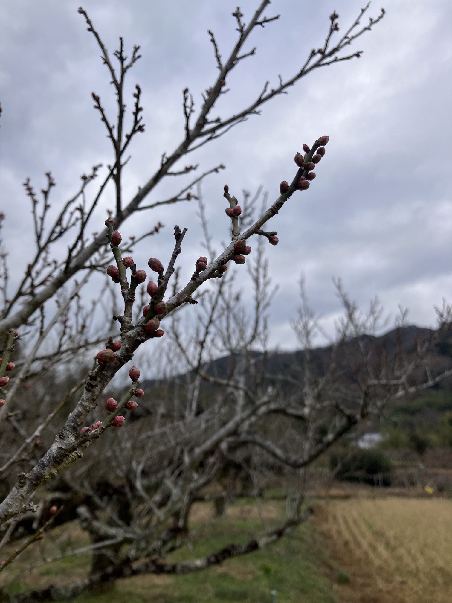 今年はどうかなー🧑‍🌾