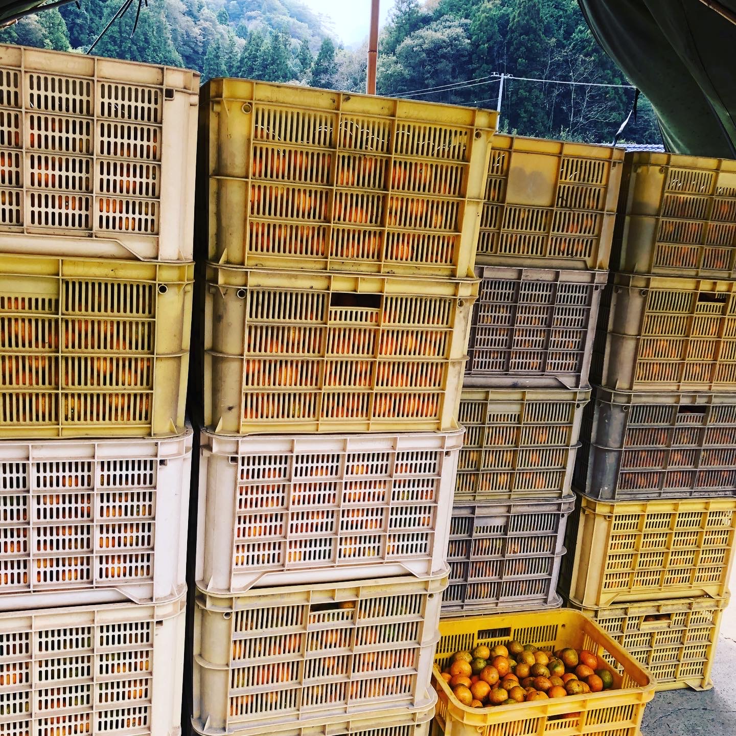 はるみちゃんの出荷🍊