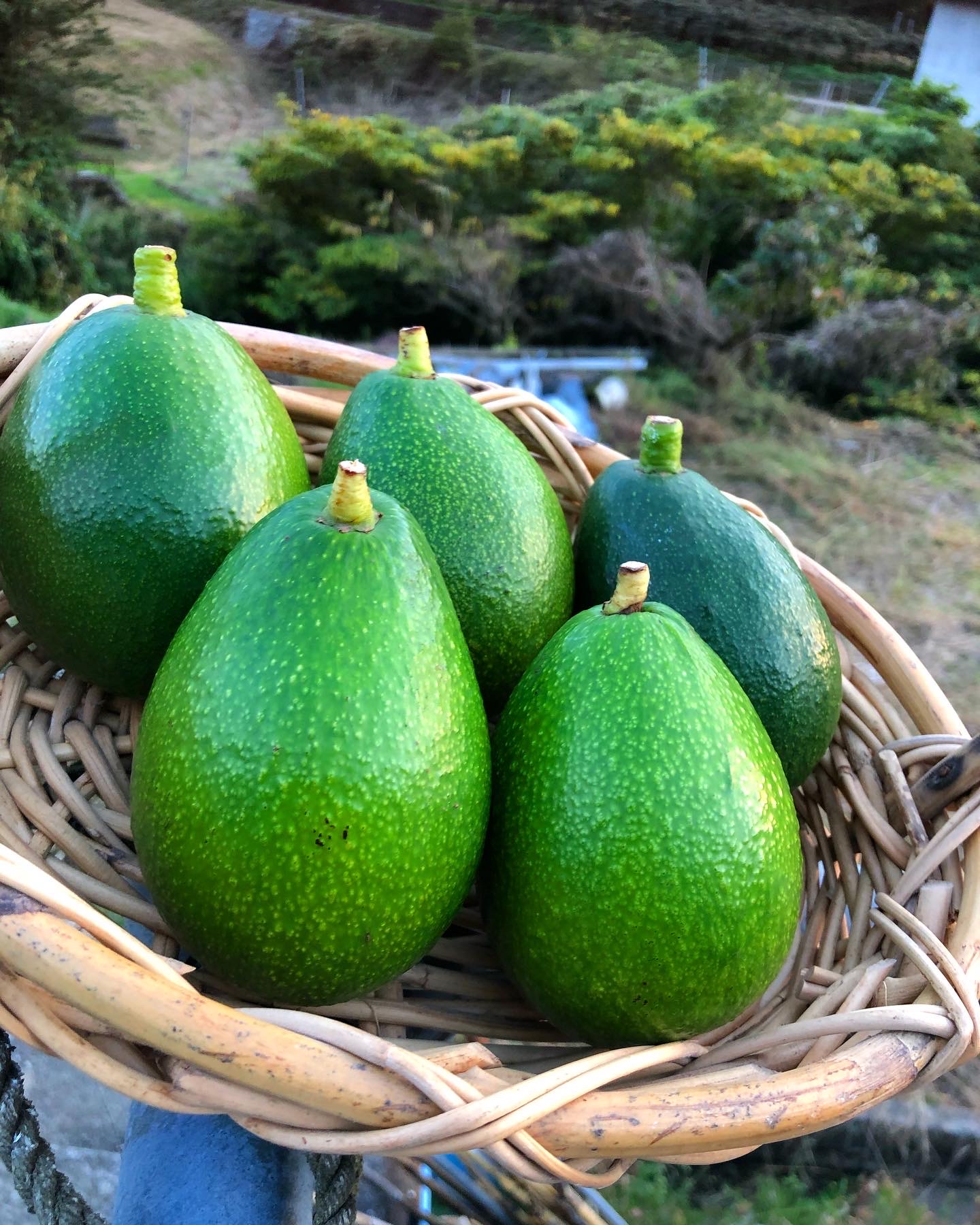 磨いたらピカピカに🥑✨