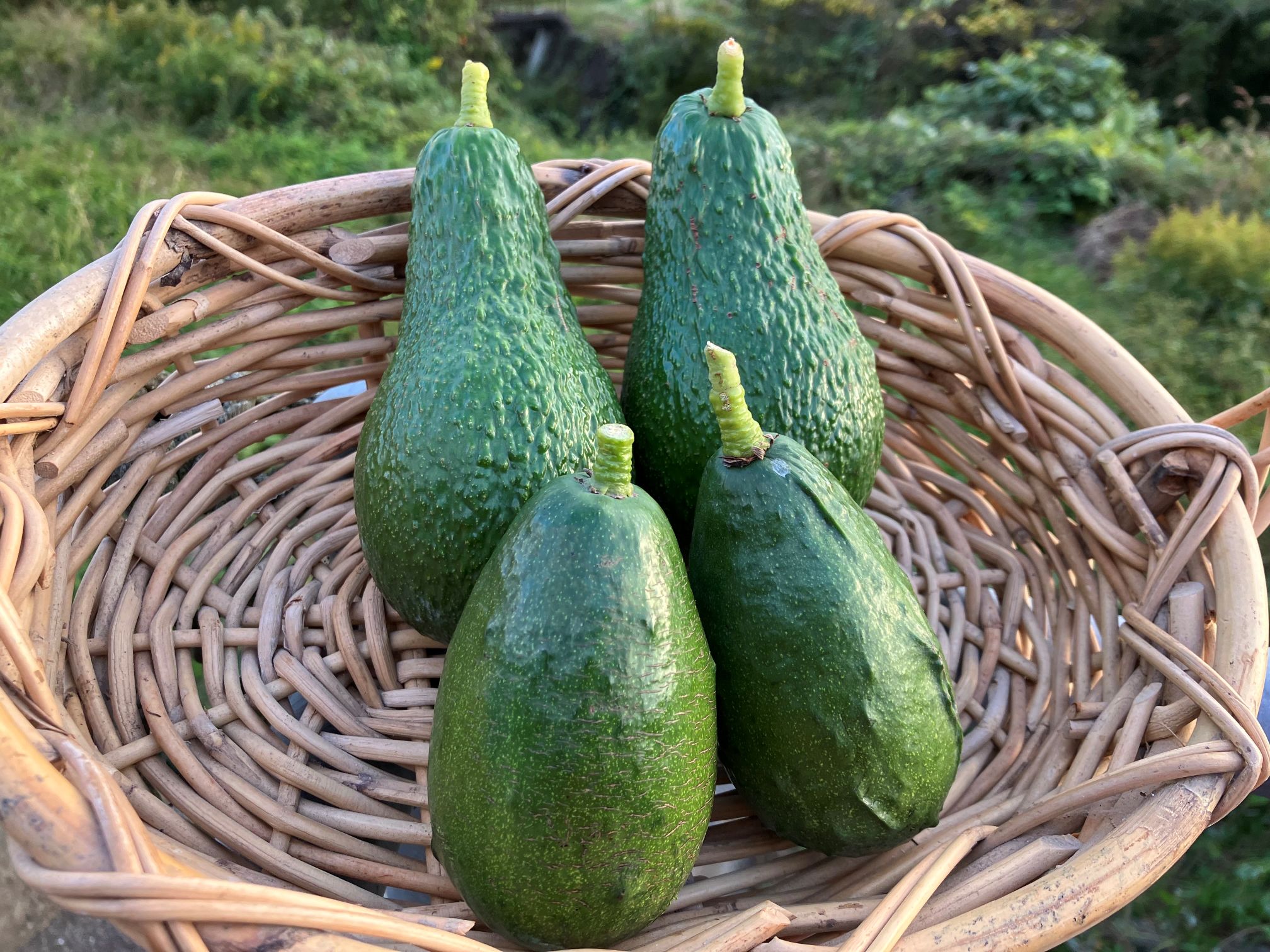 アボカド絶賛販売中🥑