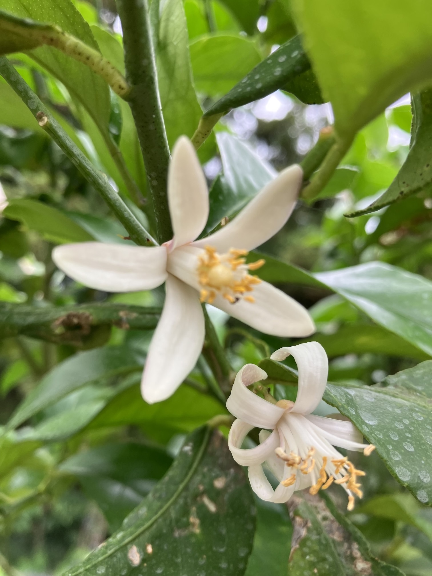 レモンの花🍋