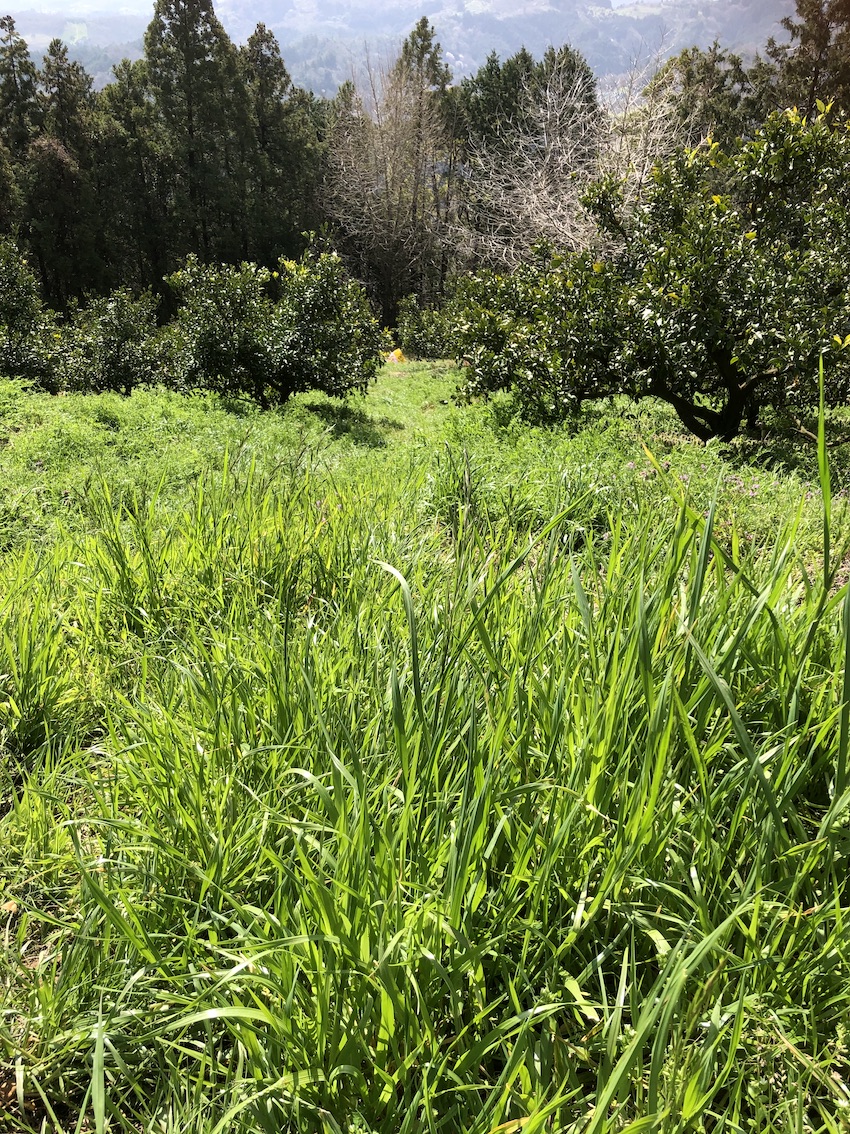 これからは草刈りの日々が続きそうです🌳✨