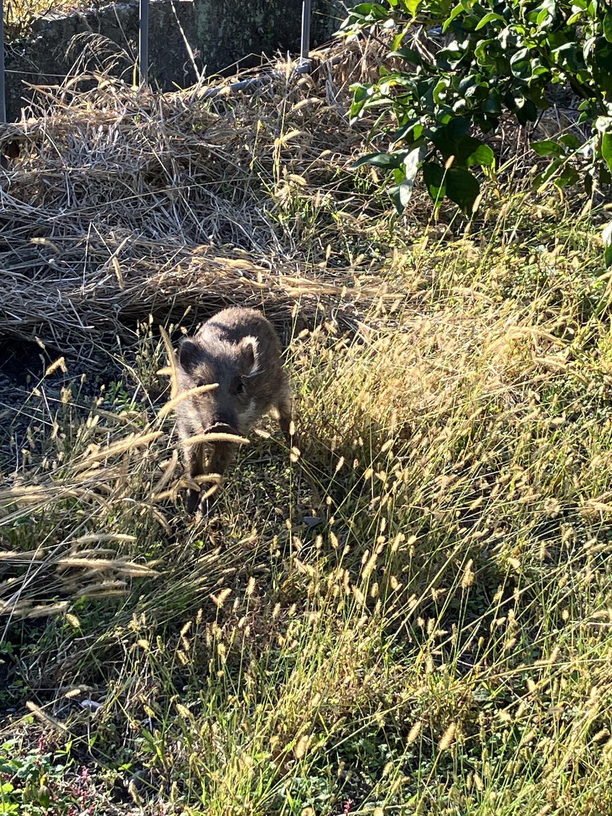 ついに決着をつける時が🐗⚔️