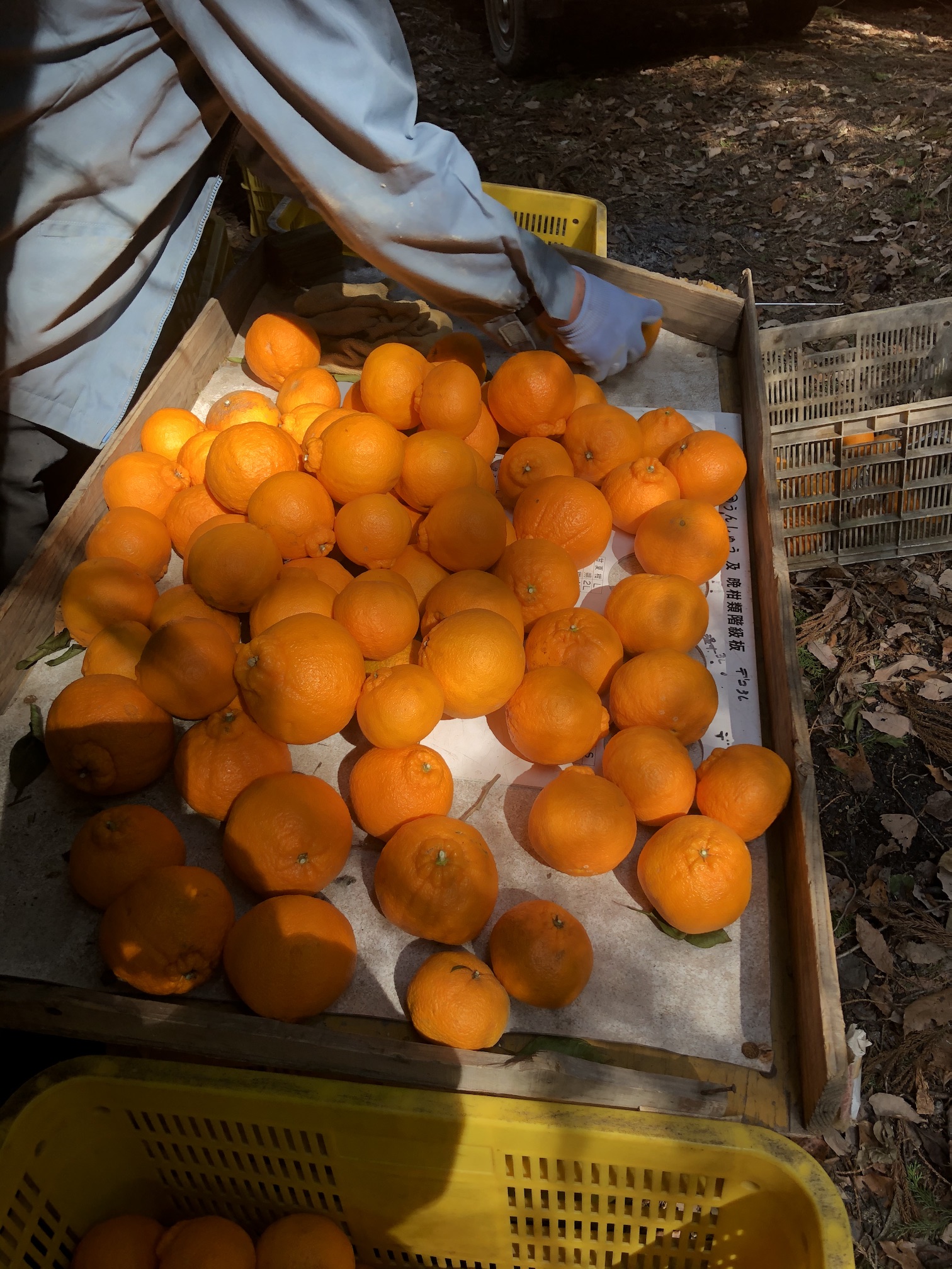 早速ありがとうございます🍊