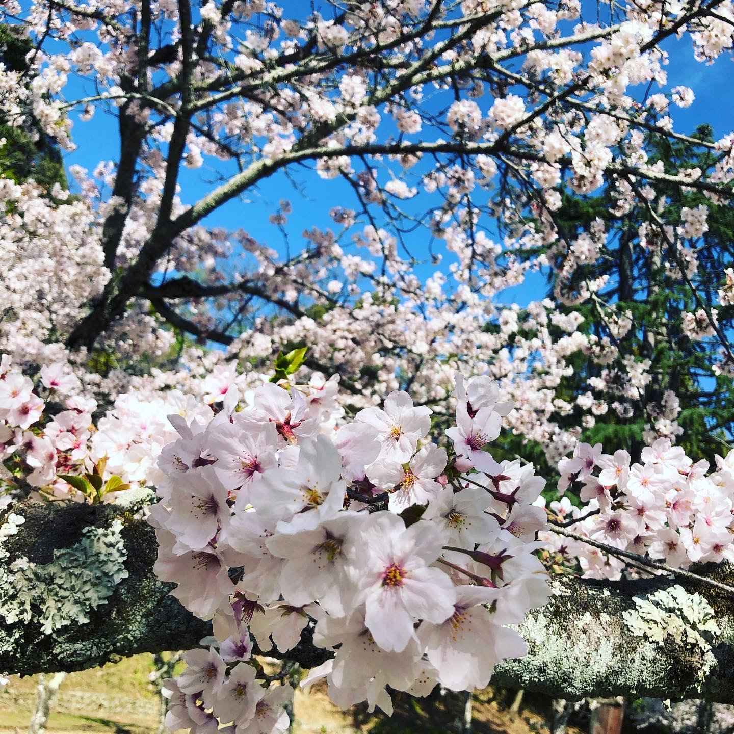 みなさんの地域はいかがですかー🌸