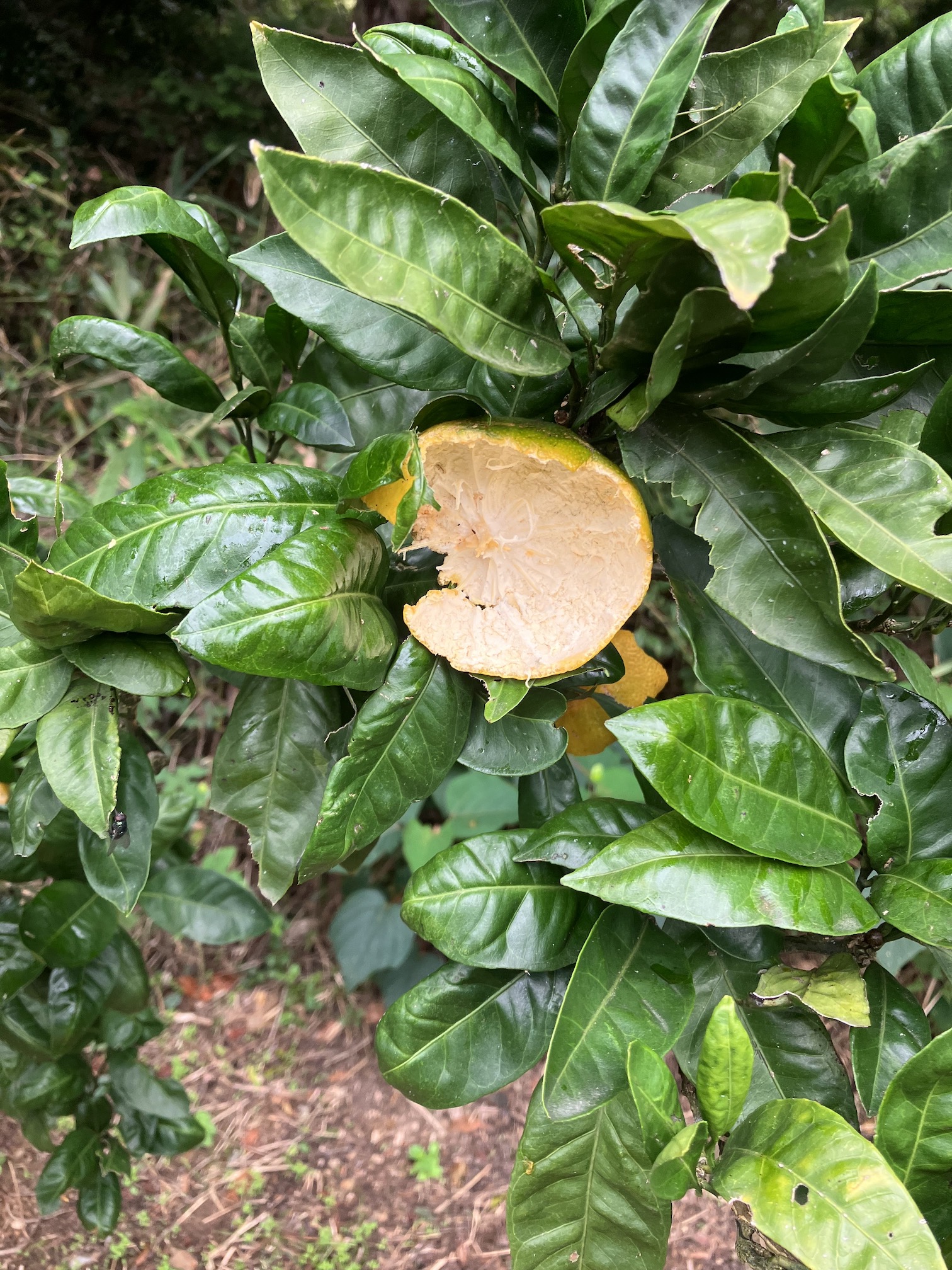 食べんといてって言ったやん🥺💦