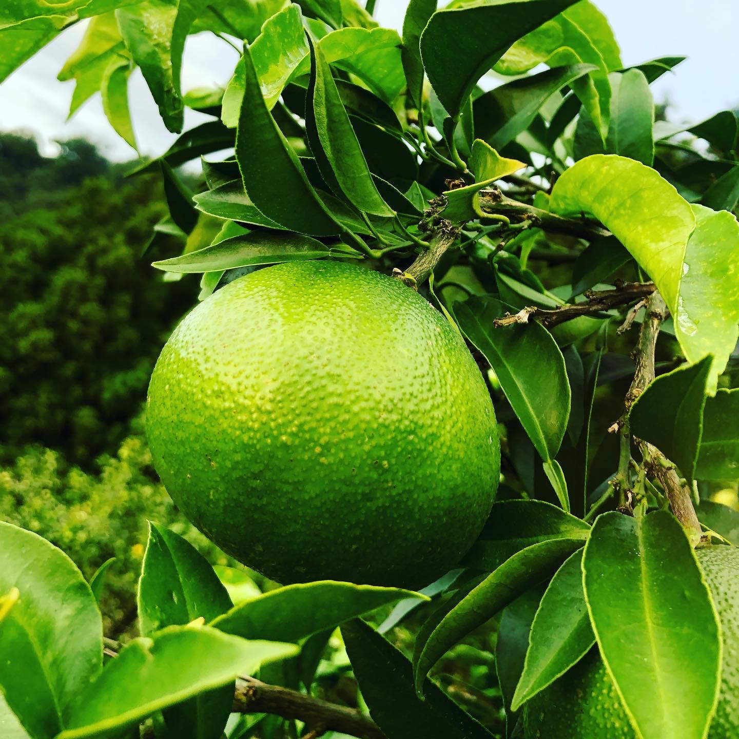 愛媛が誇る2大柑橘🍊