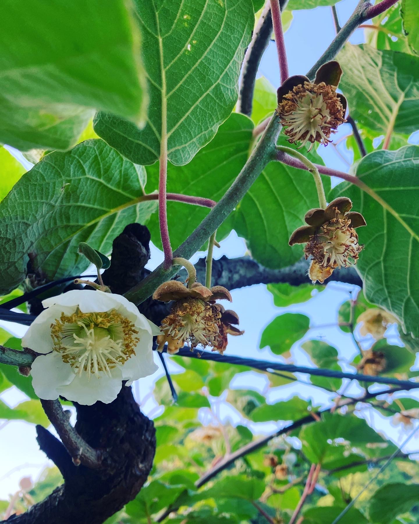 キウイの受粉作業👩‍🌾🥝