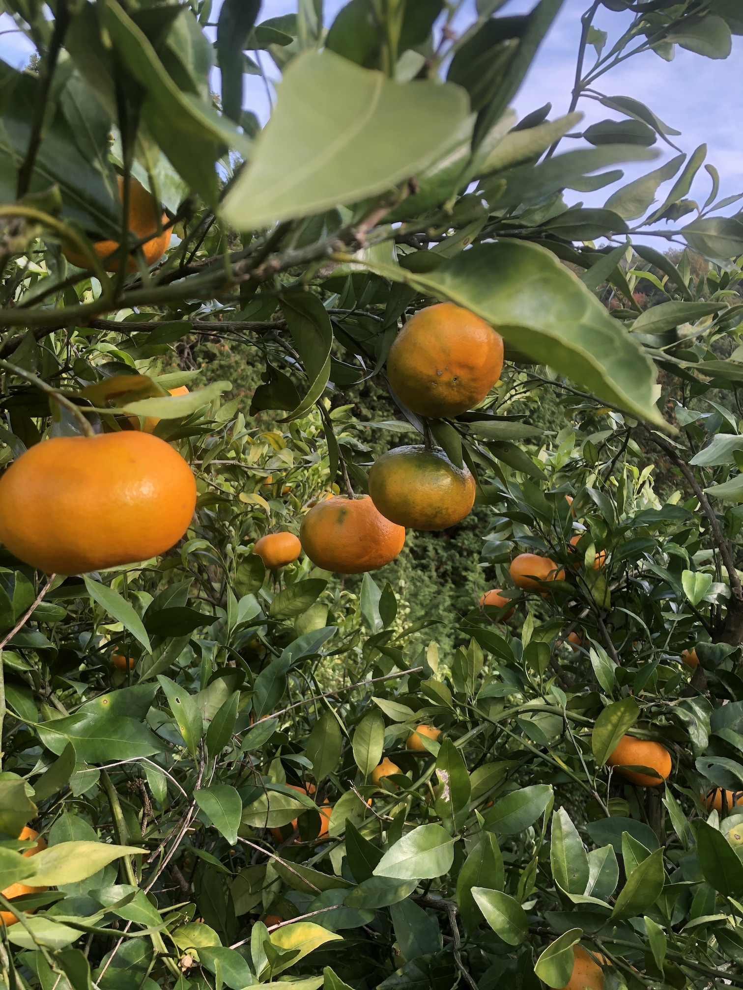 甘平ちゃん🧑‍🌾🍊