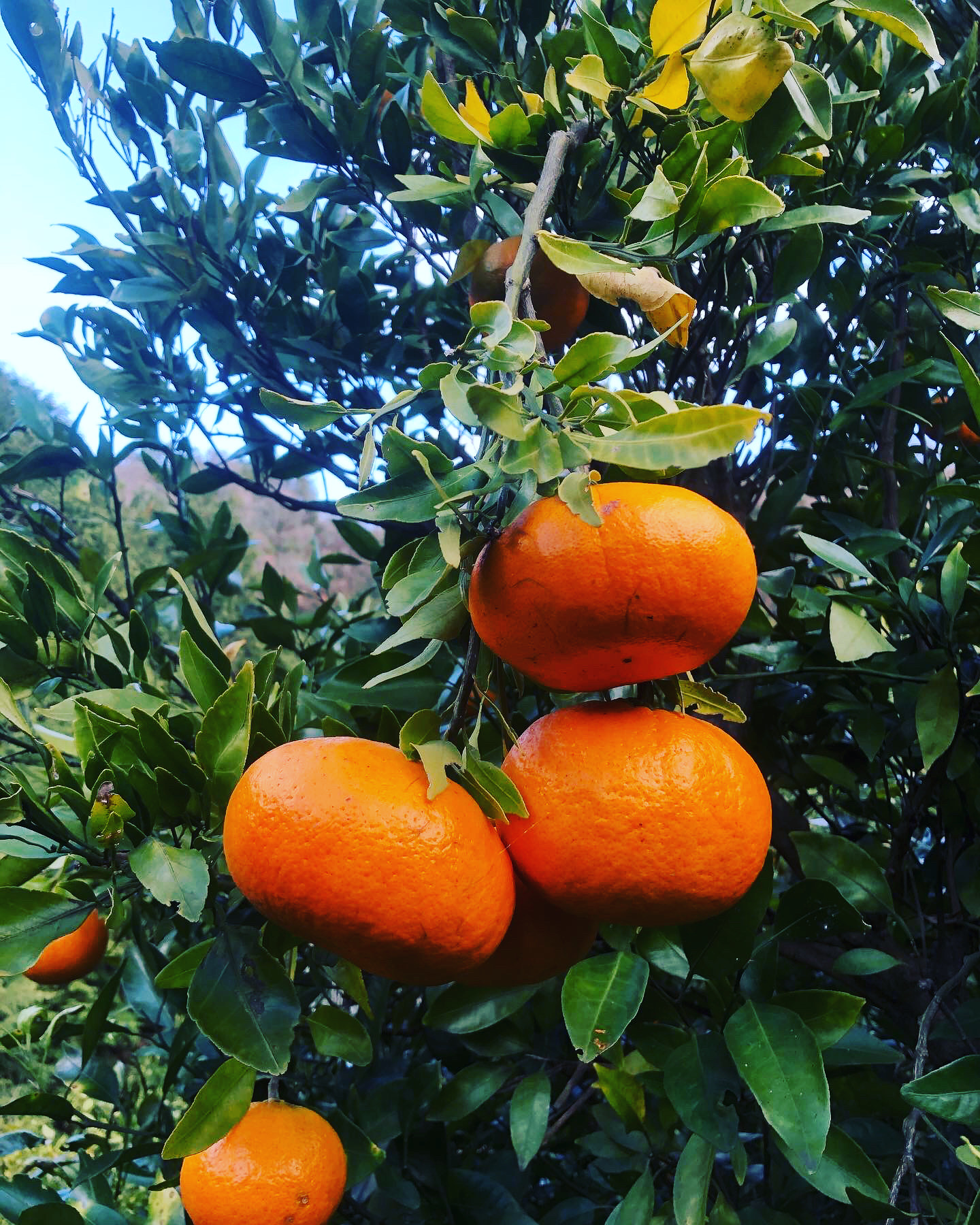 人気の甘平ちゃん♪