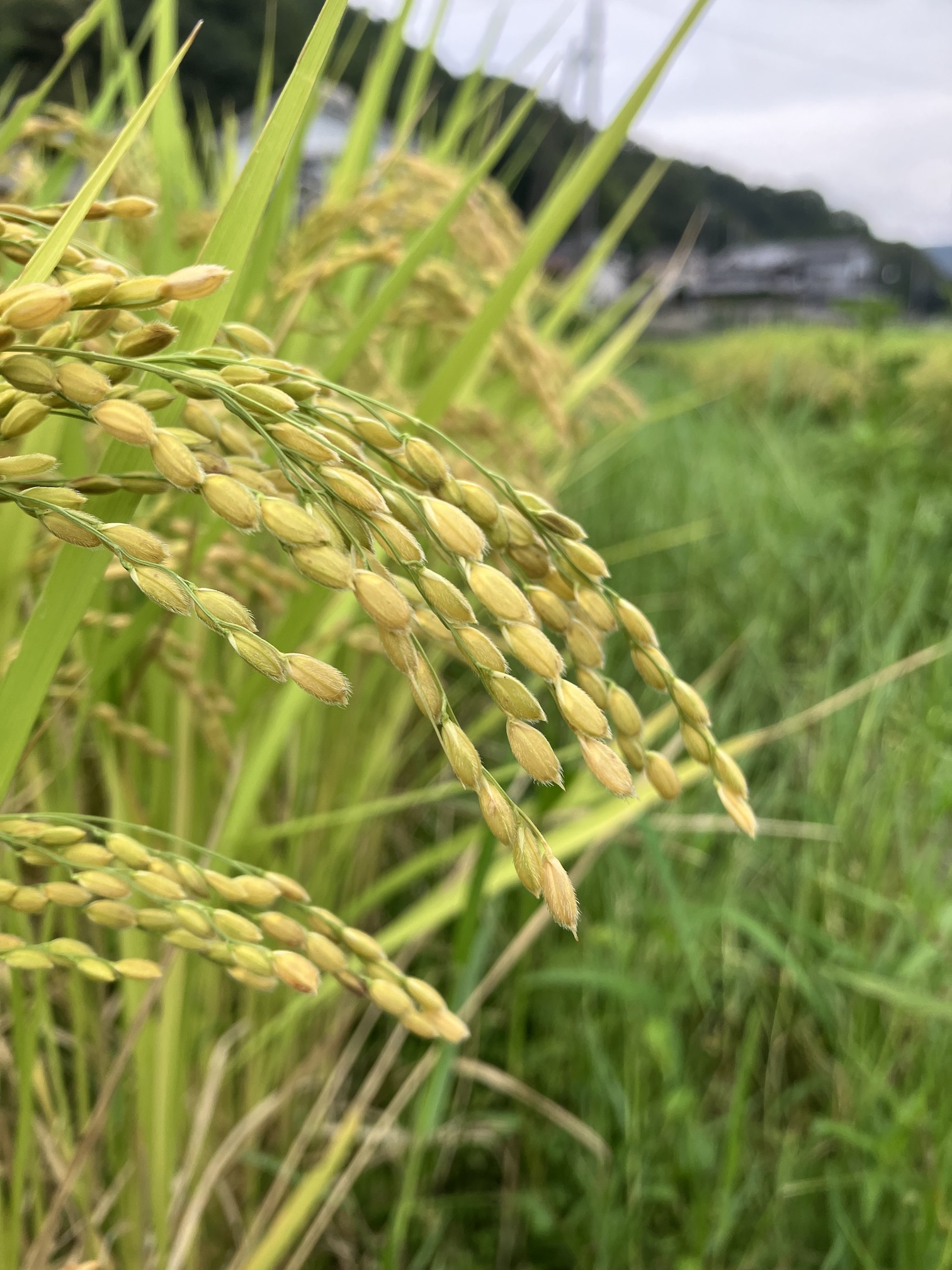 あと2週間ほどで