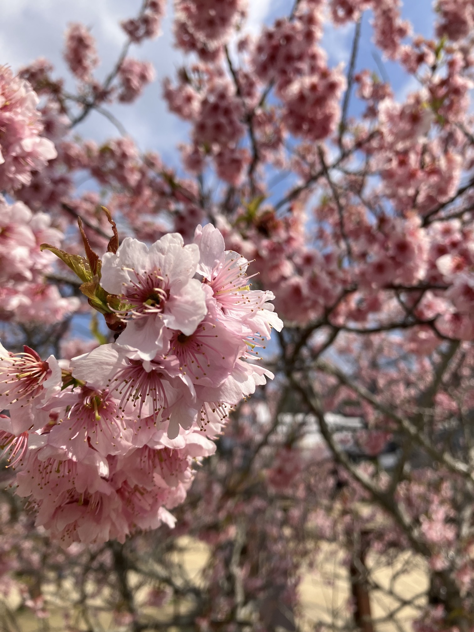 ピンクの桜🌸