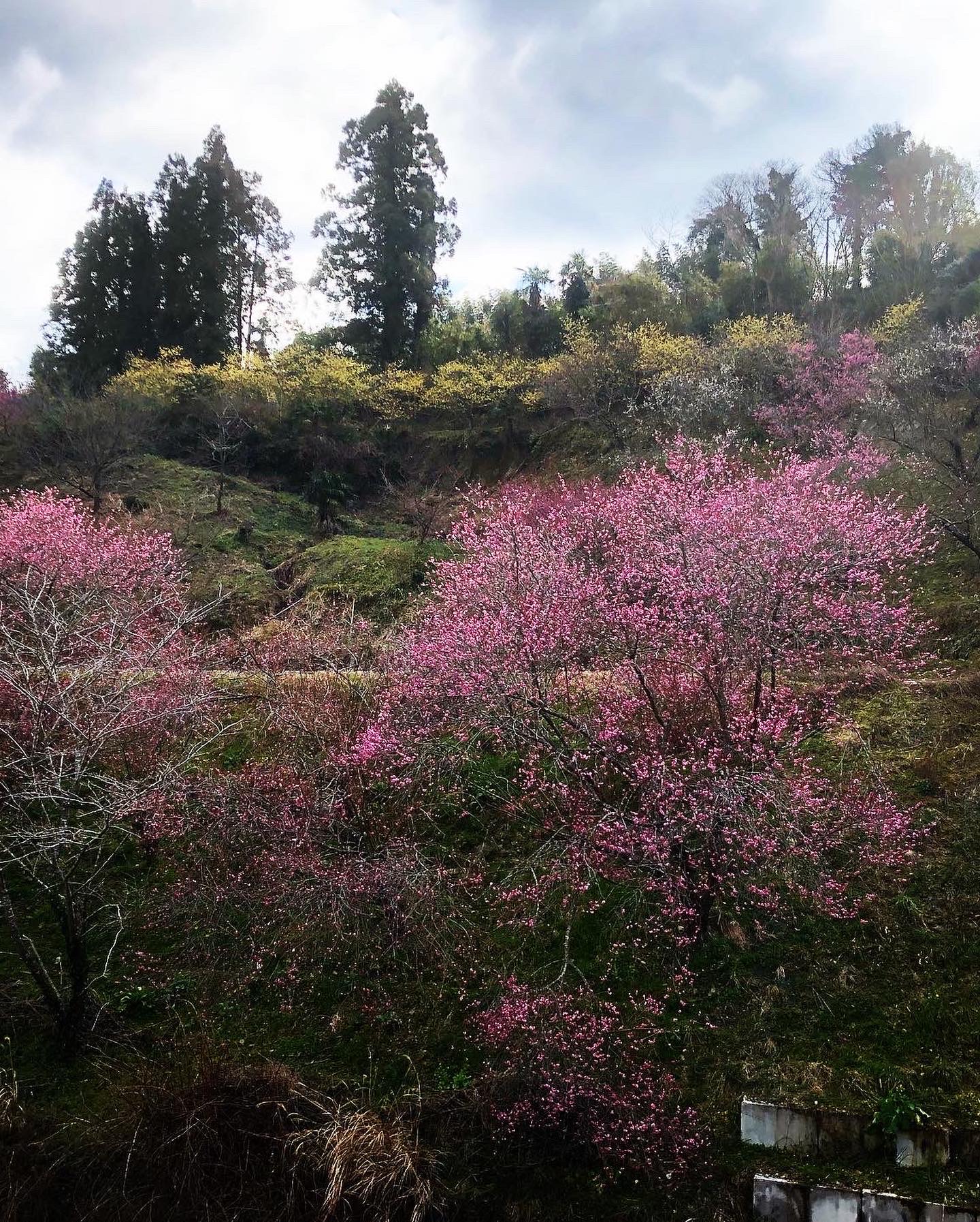七折梅まつり終了しましたー🌸✨