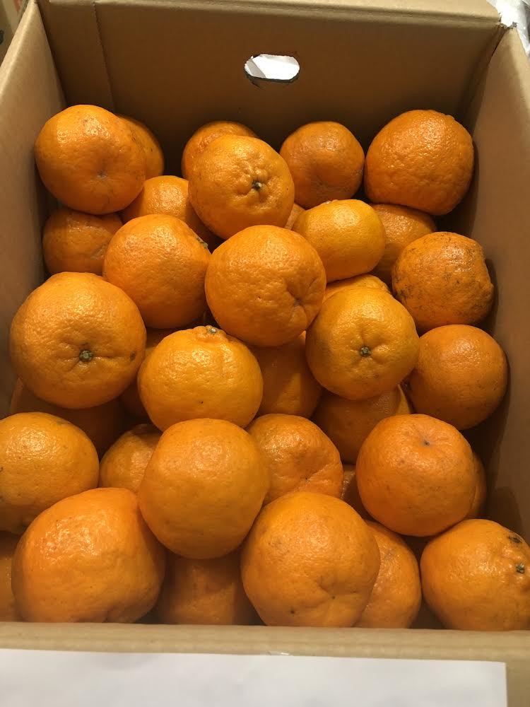 ぽんかんの販売終了致しました🍊