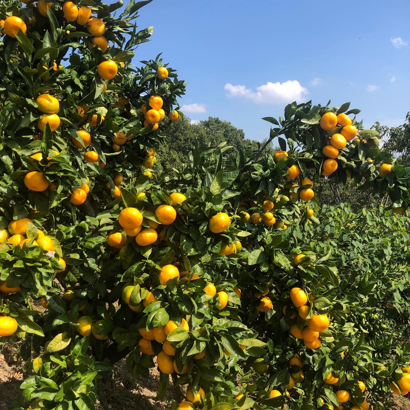 みかんのネット販売🍊