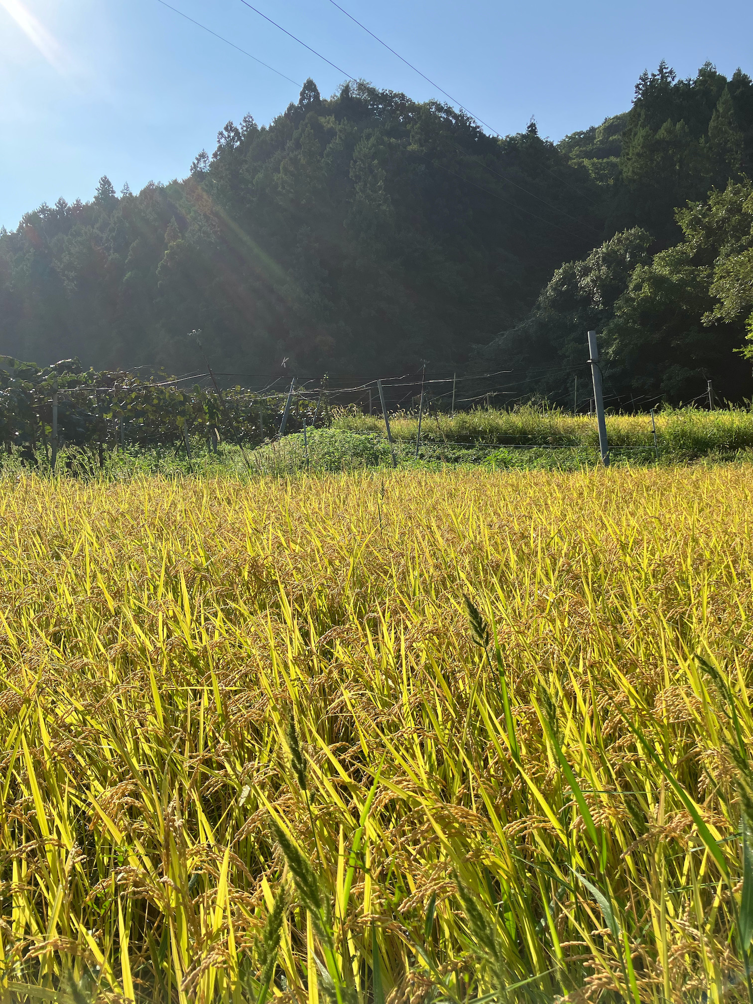 絶好の稲刈り日和🌾🧑‍🌾