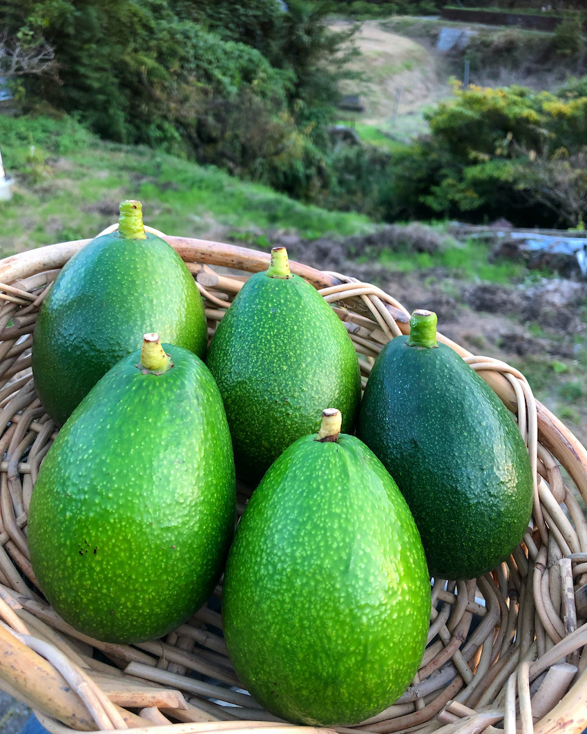 松山産アボカド入荷致しました🥑