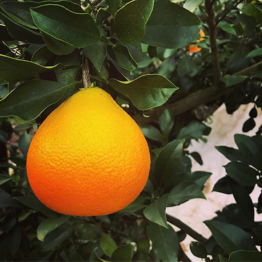 今期の販売終了致しました🍊