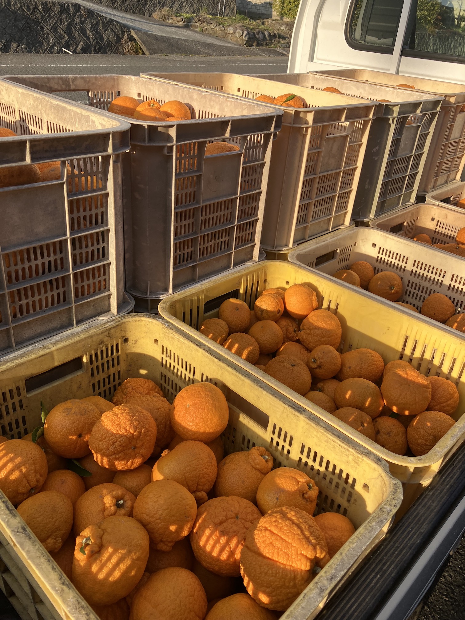 終わりが見えてきました🍊🧑🌾