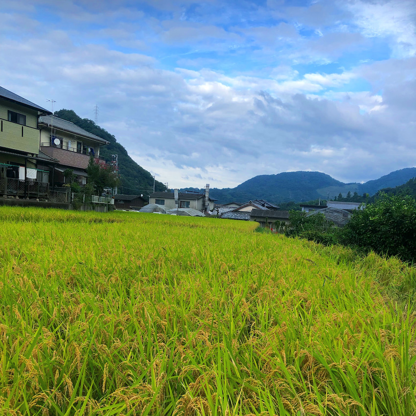 この光景も来年まで見納め🌾