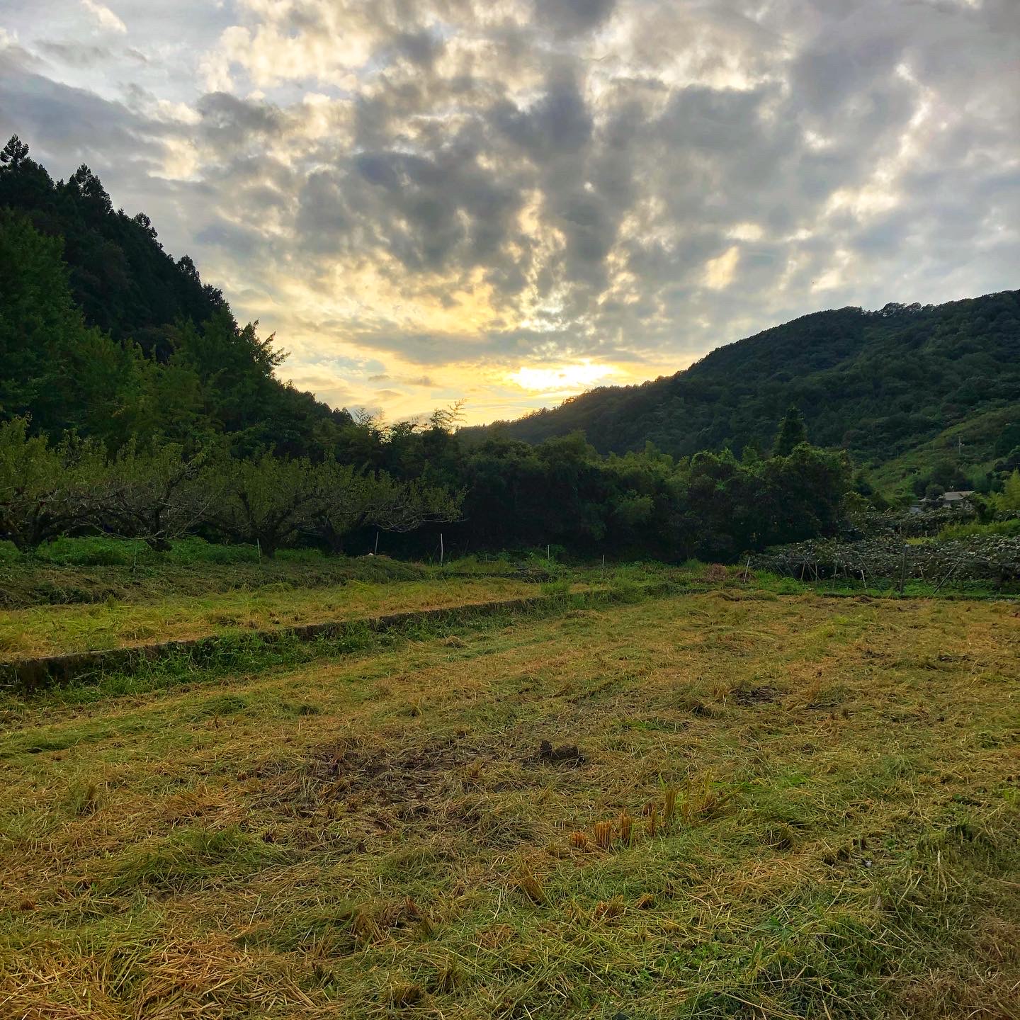 また来年までお預け🌾