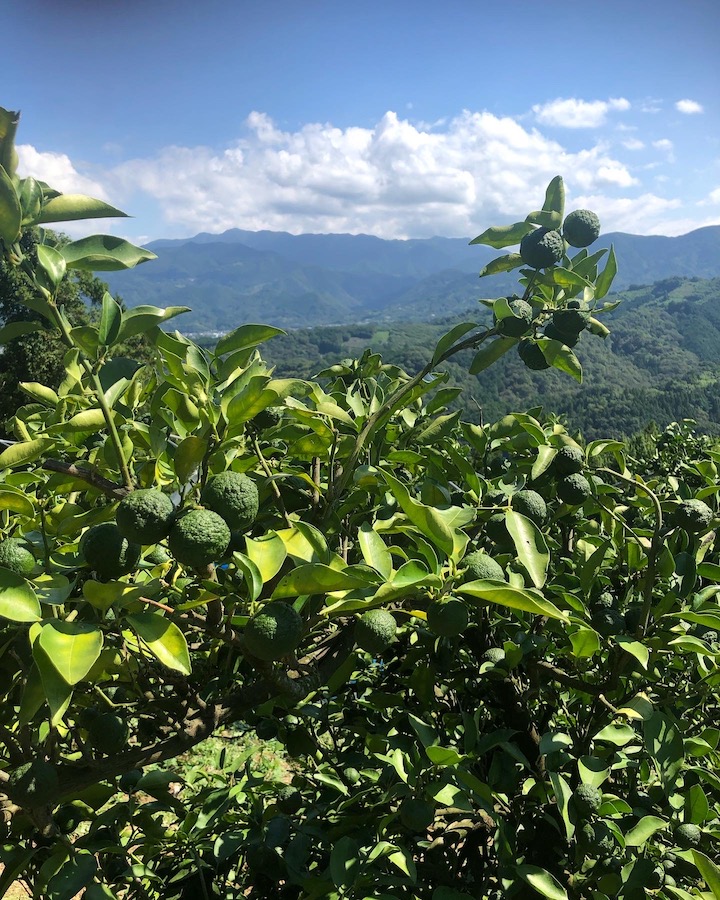 お問い合わせを頂く時期になりました🧑‍🌾