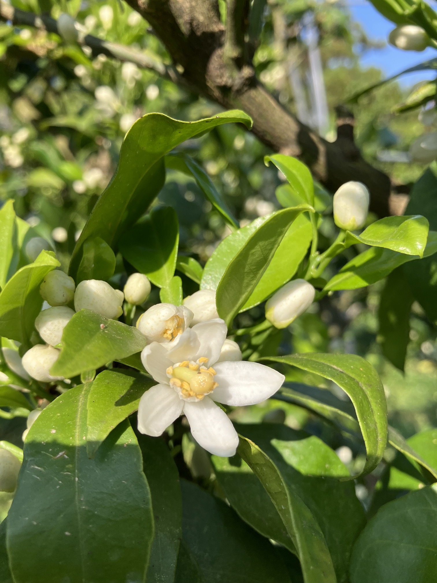 みかんの花が咲きました🌸🍊