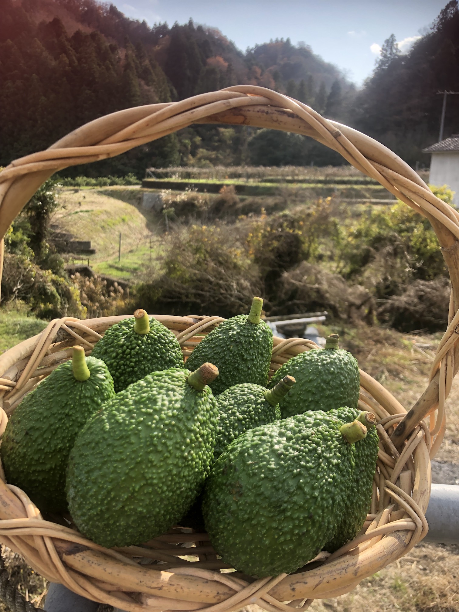 新年一発目！アボカド入荷致しました🥑✨