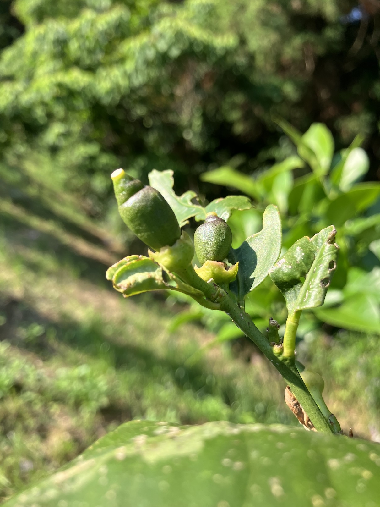 こちらも何の果実かわかりますかー🍋