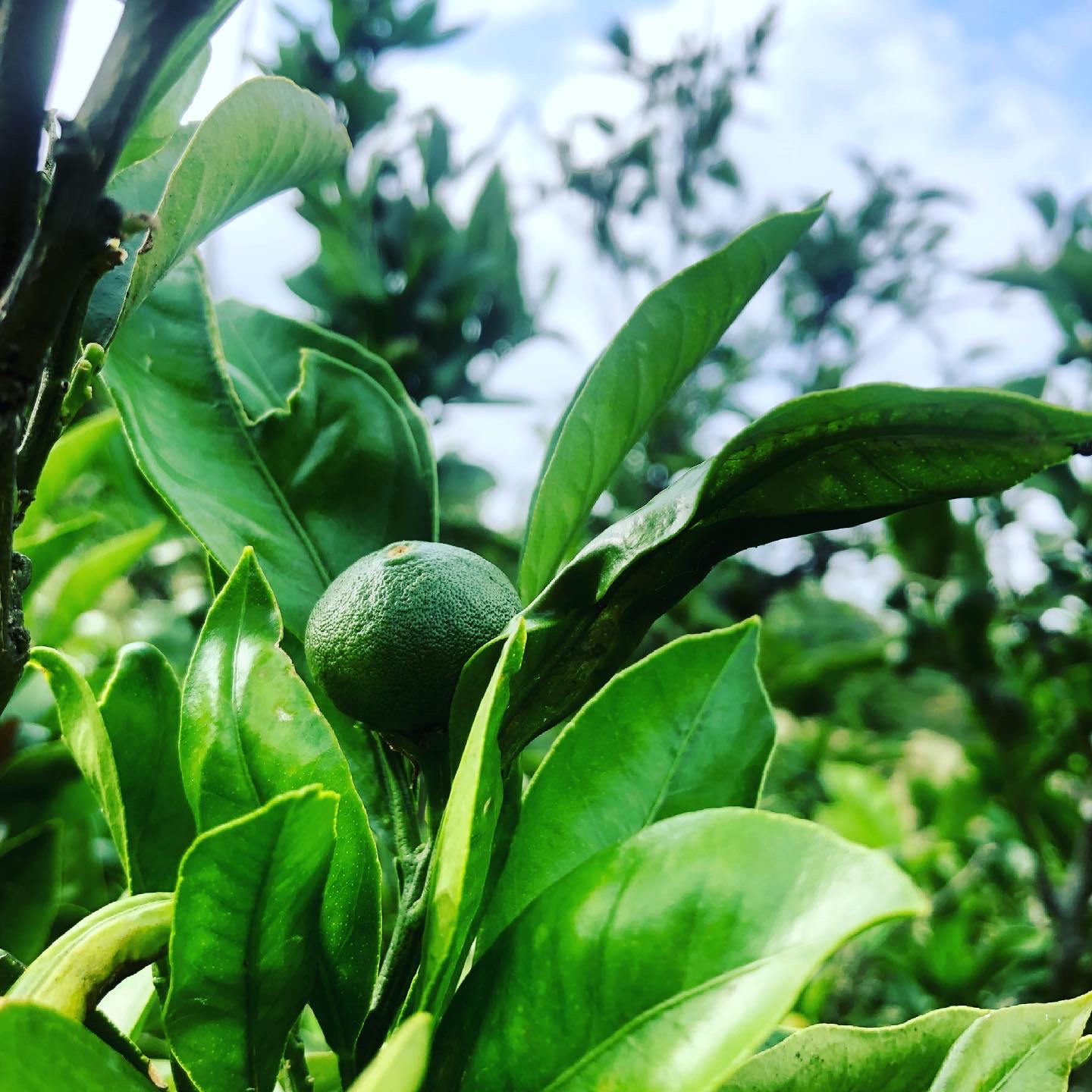 耕作放棄地の園地も順調に成長しています🍊