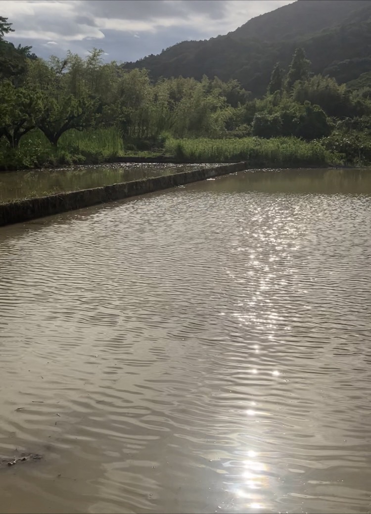 田植え前の長閑な光景🧑‍🌾
