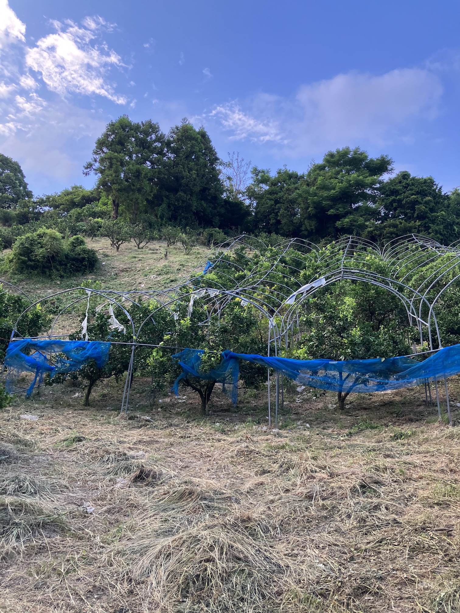 草刈りは待った無し🧑‍🌾💦