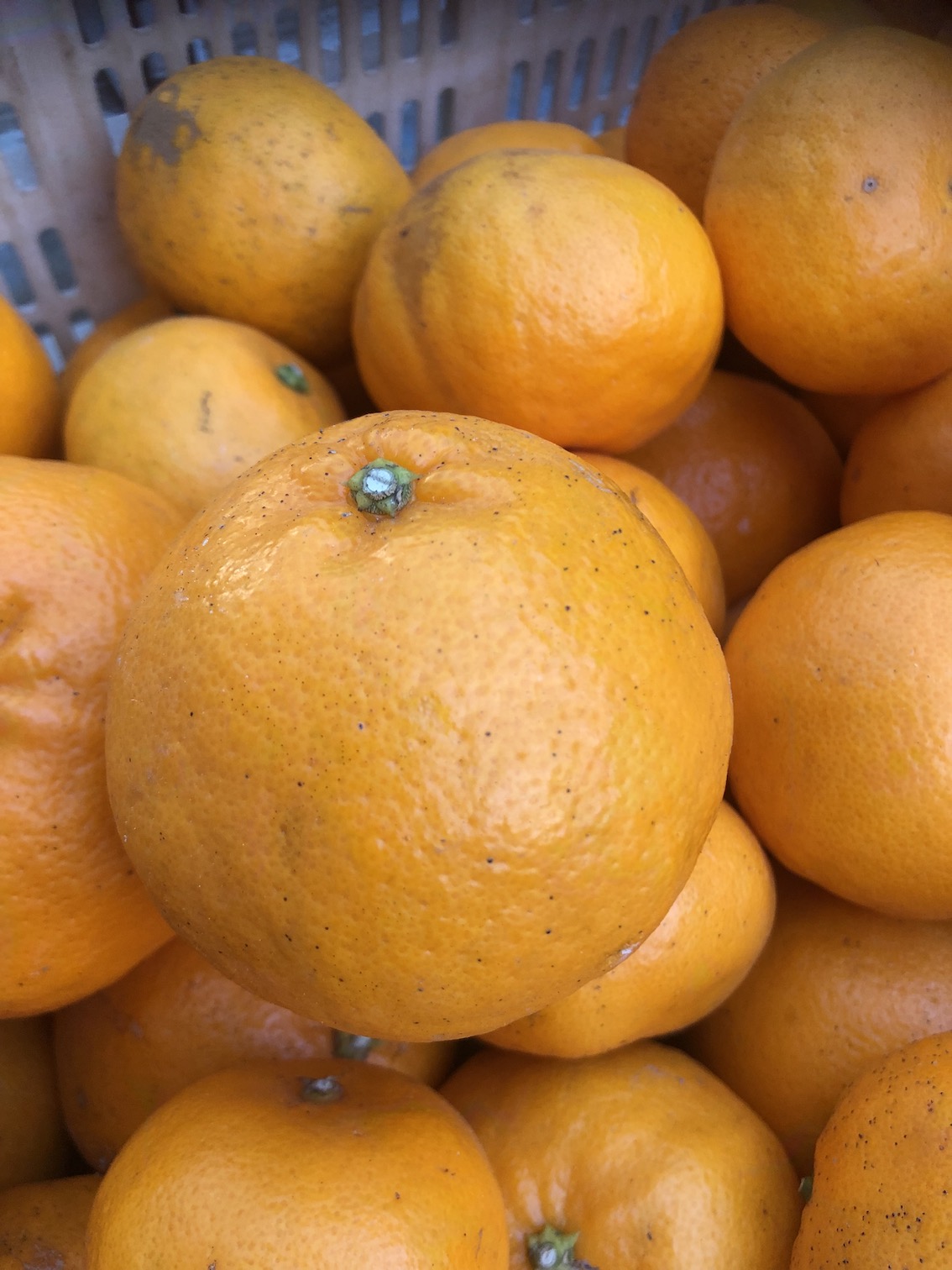 少しだけはるみも🧑‍🌾🍊