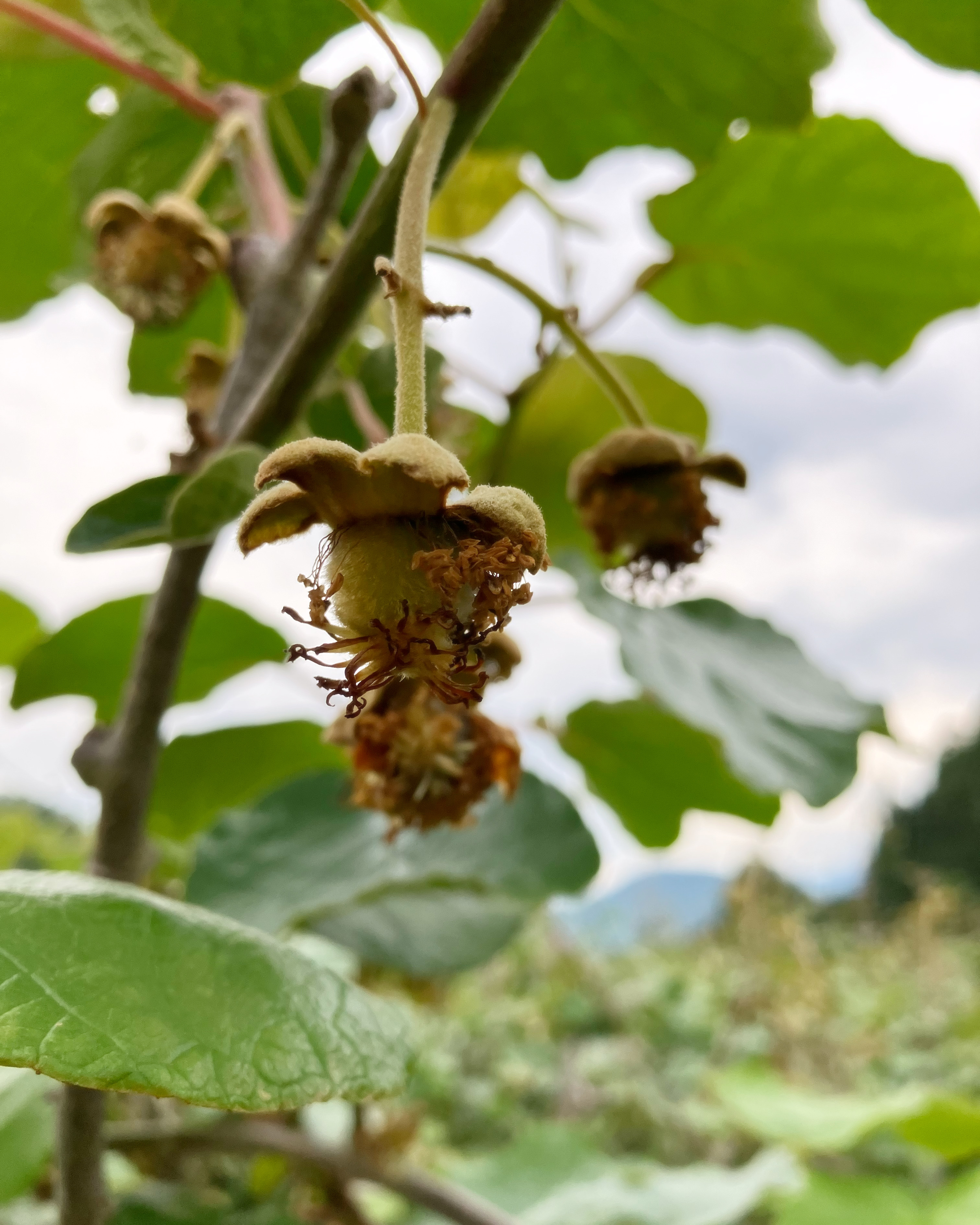 小さなキウイが🥝🧑🌾