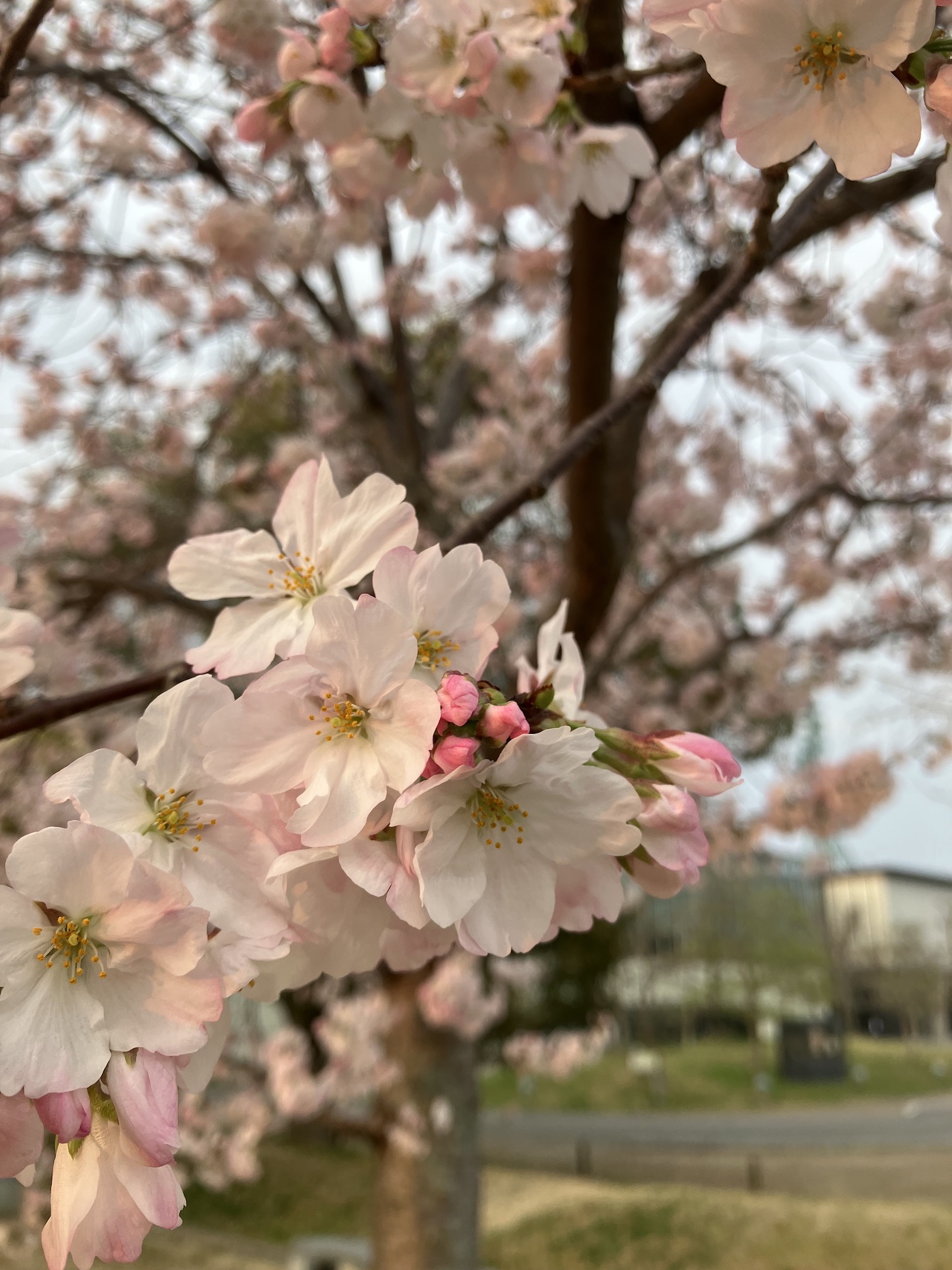 桜の開花🌸