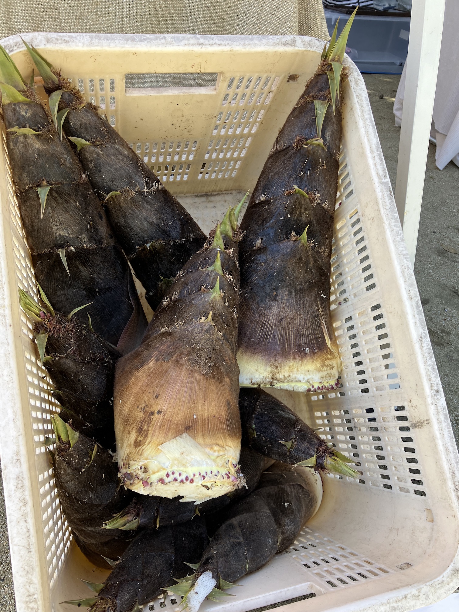 貴重なたけのこ🎍