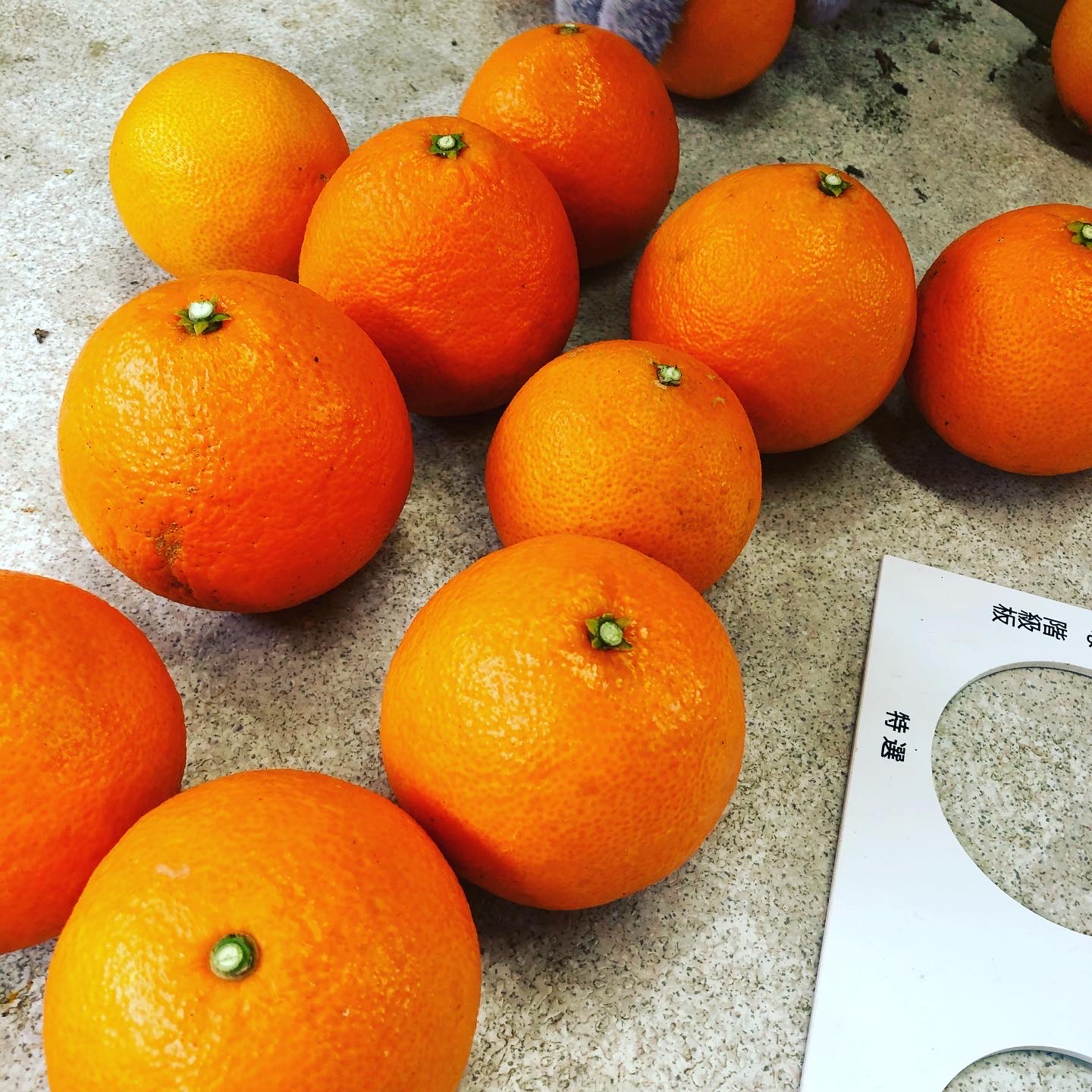 こたつでまどんなしてますか🍊✨