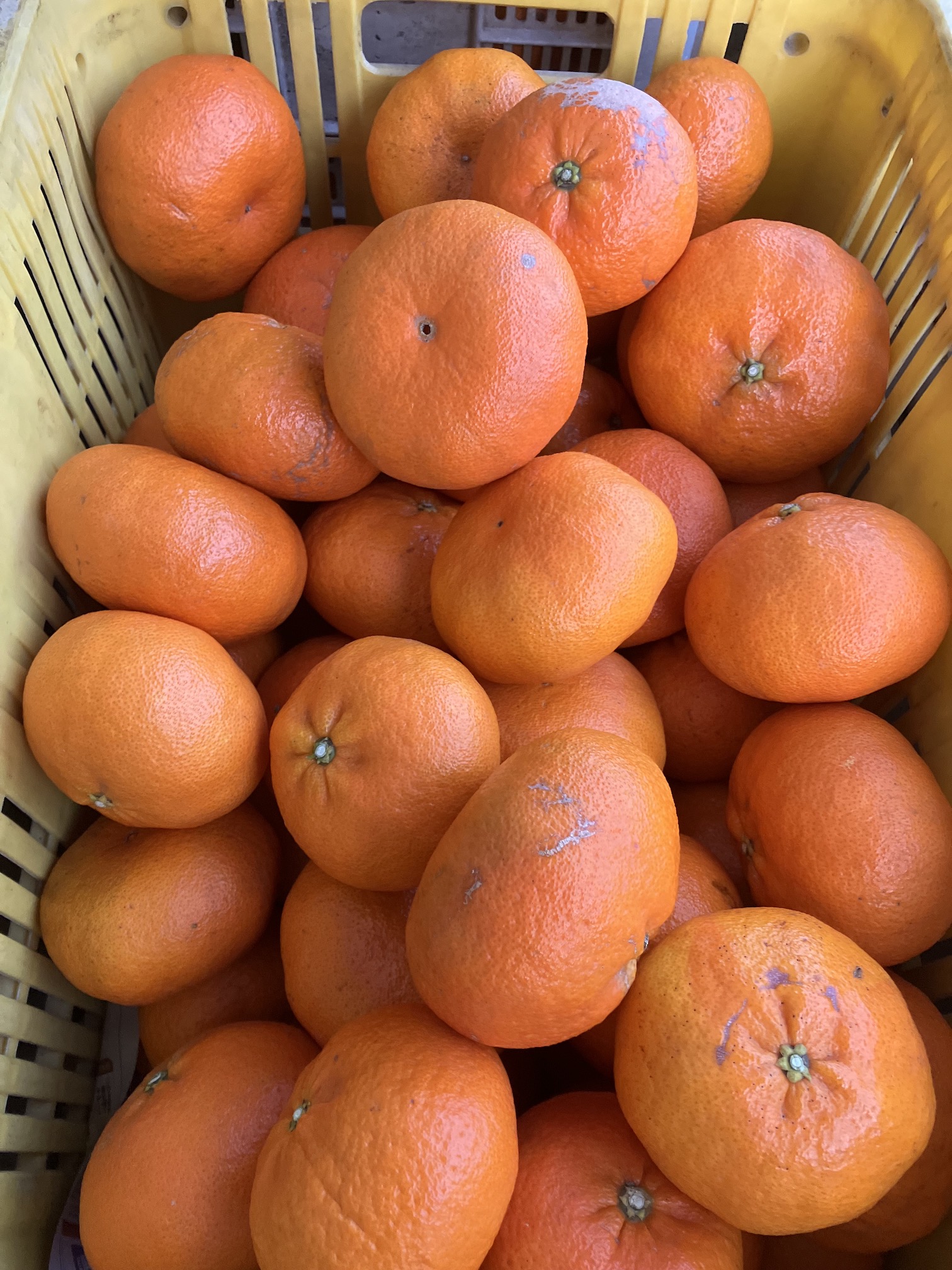 甘平ちゃんの販売開始致しました🍊✨