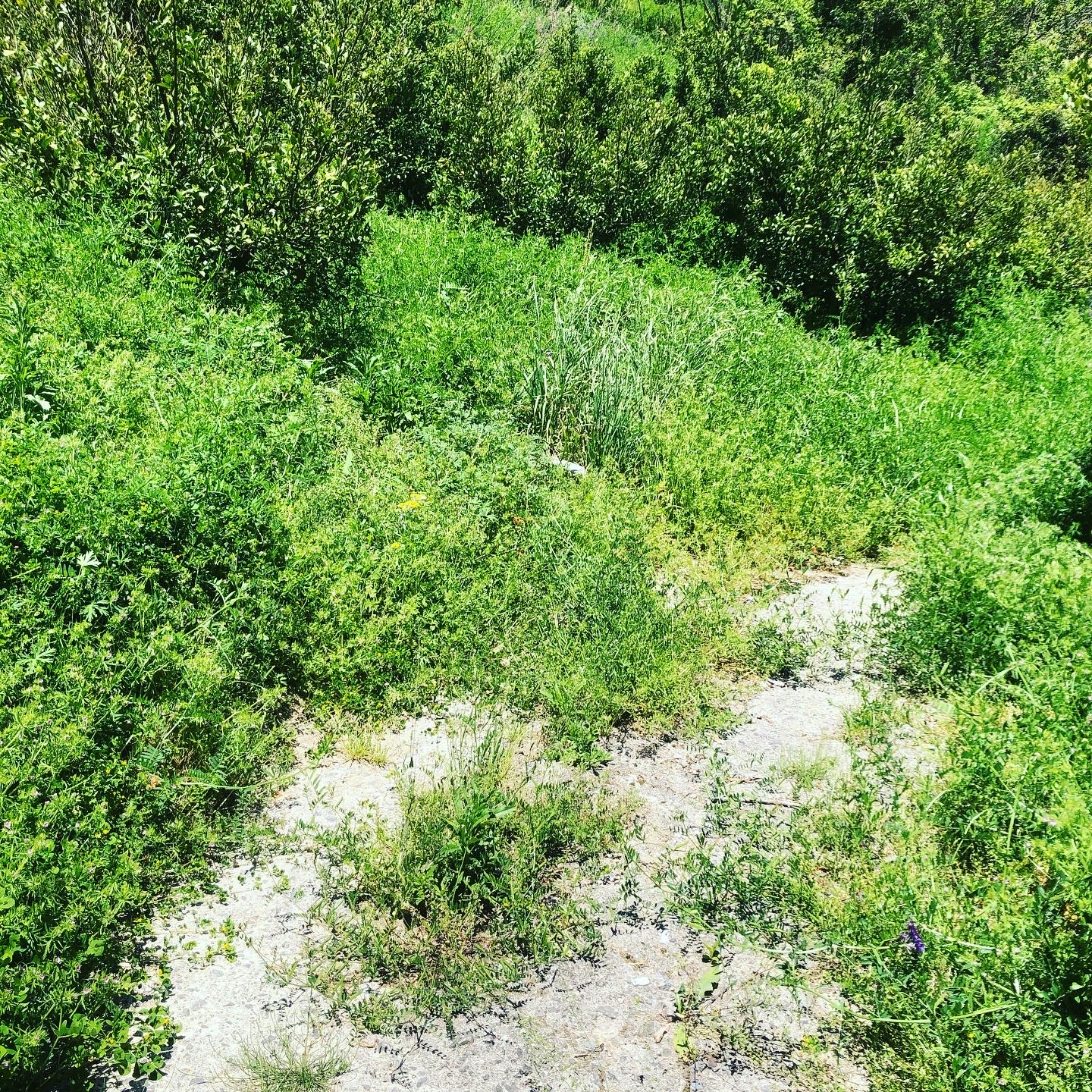 草刈りの日々🧑‍🌾