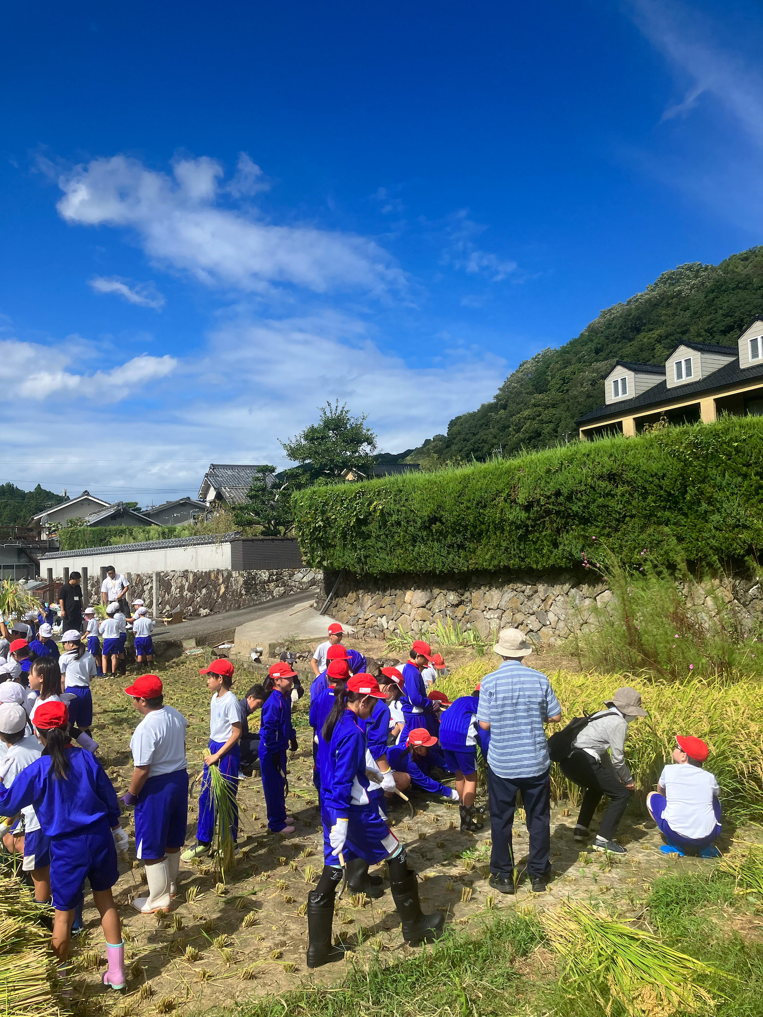 地元小学校の稲刈り体験✨