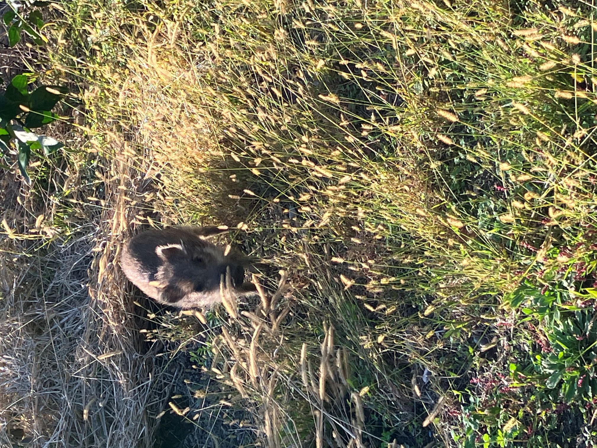 今年は被害が🐗🐦‍⬛🍊