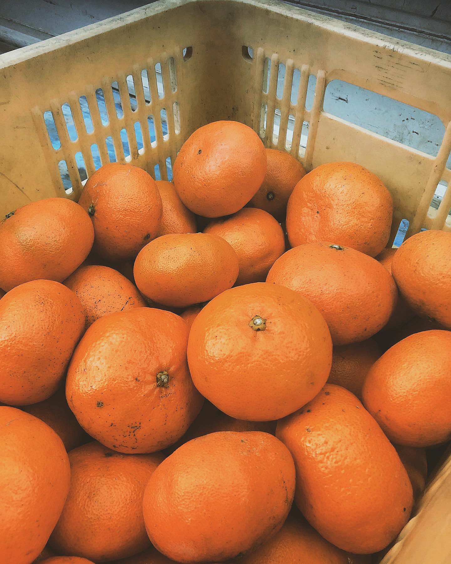 今週のマルシェで販売🍊✨