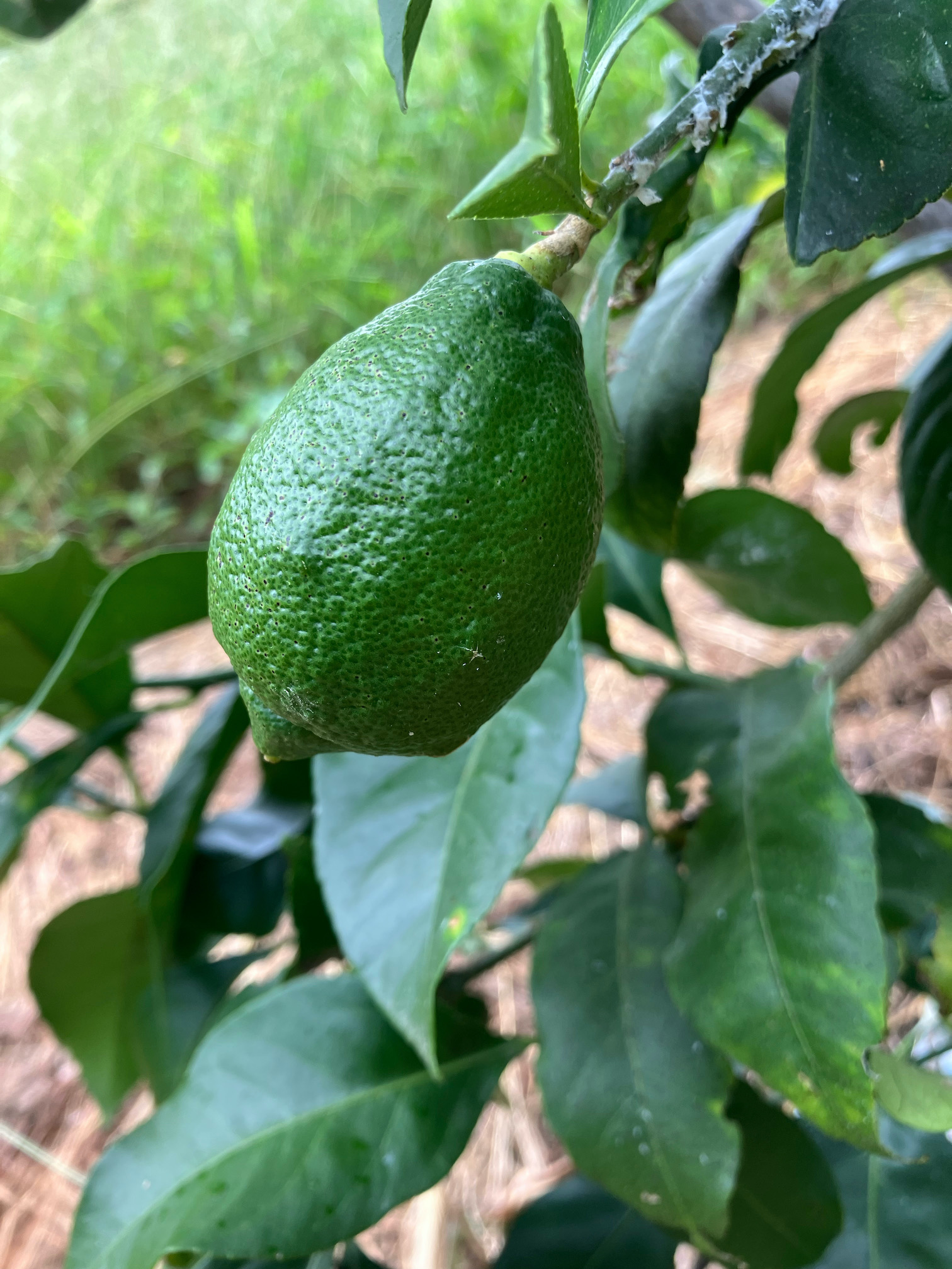 爽やかな香り🍋