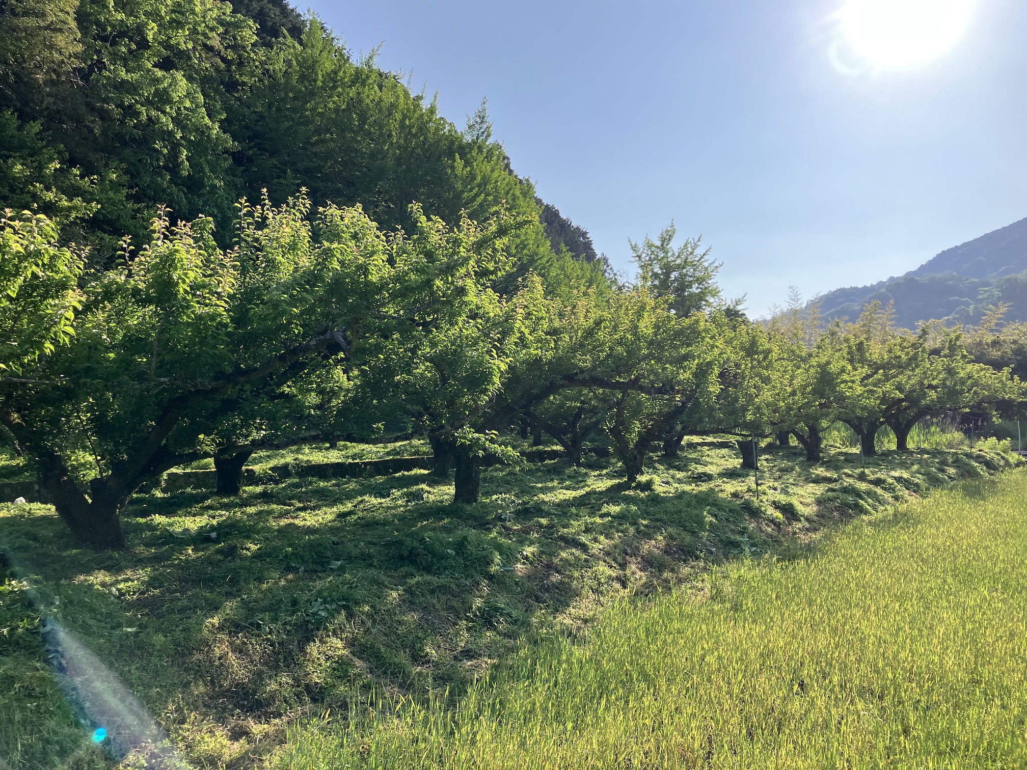 草刈りの日々🧑‍🌾