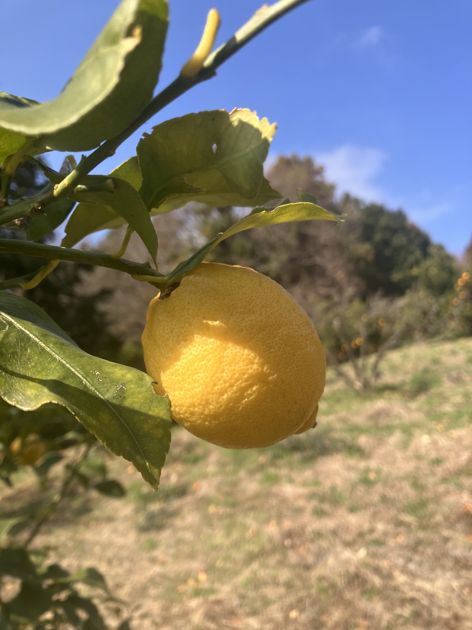 ホントに癒されます🍋✨